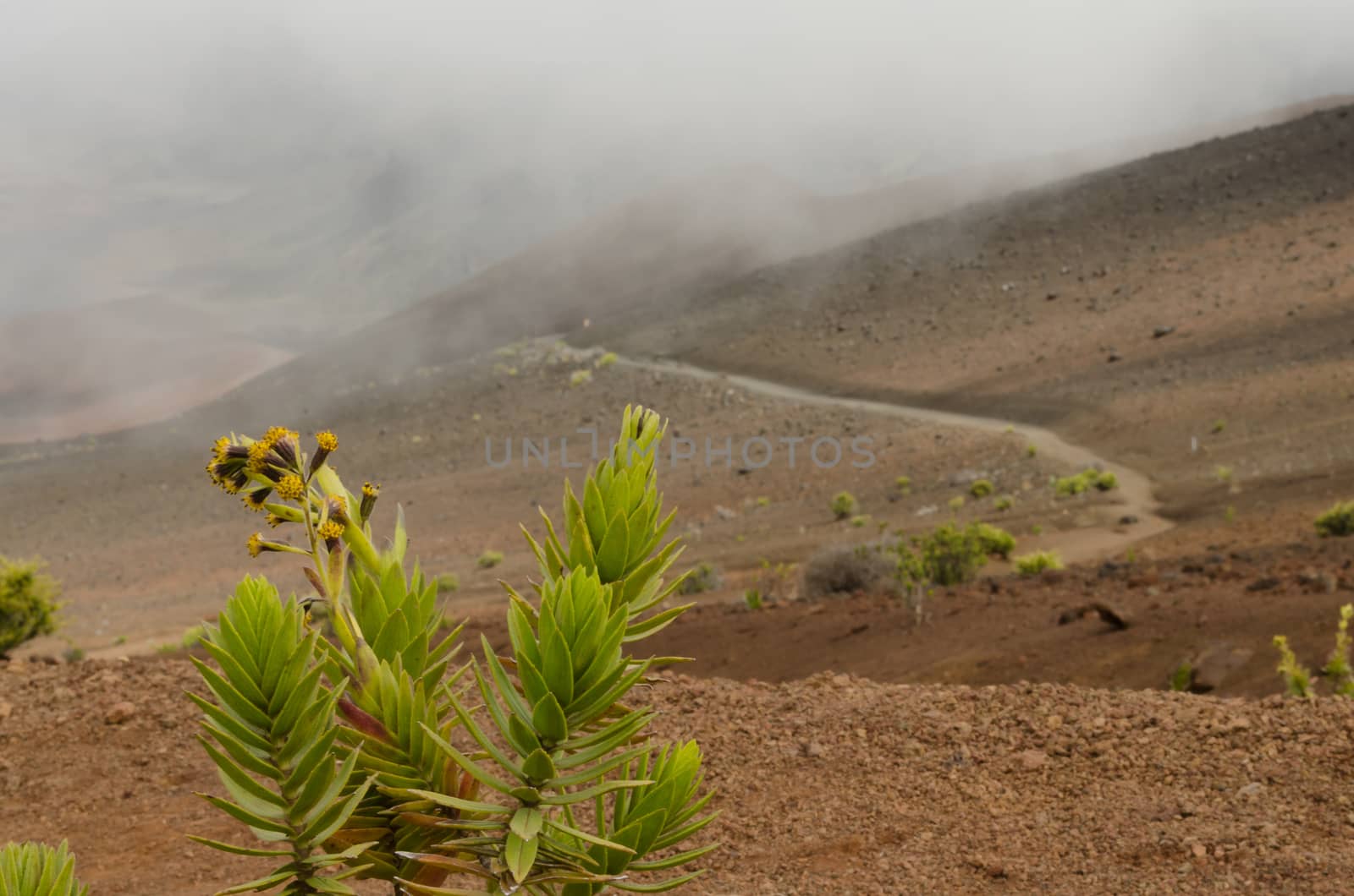 Indigenous green plant makes its way in the Haleakala national park, Maui, HAwaii.