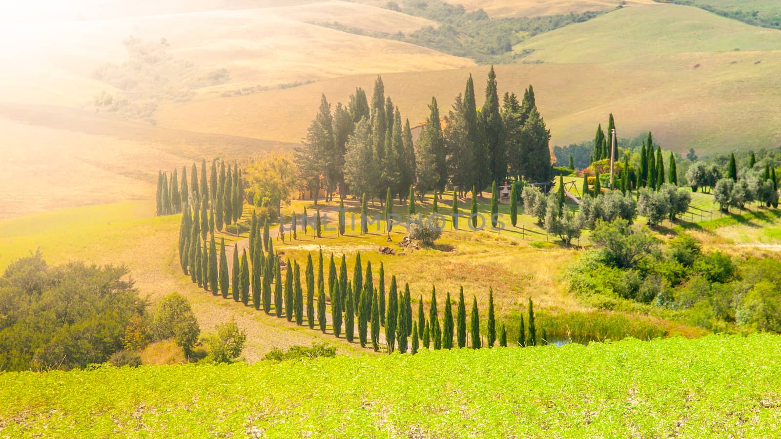 Evening in Tuscany. Hilly Tuscan landscape with cypress trees alley and farm house, Italy.
