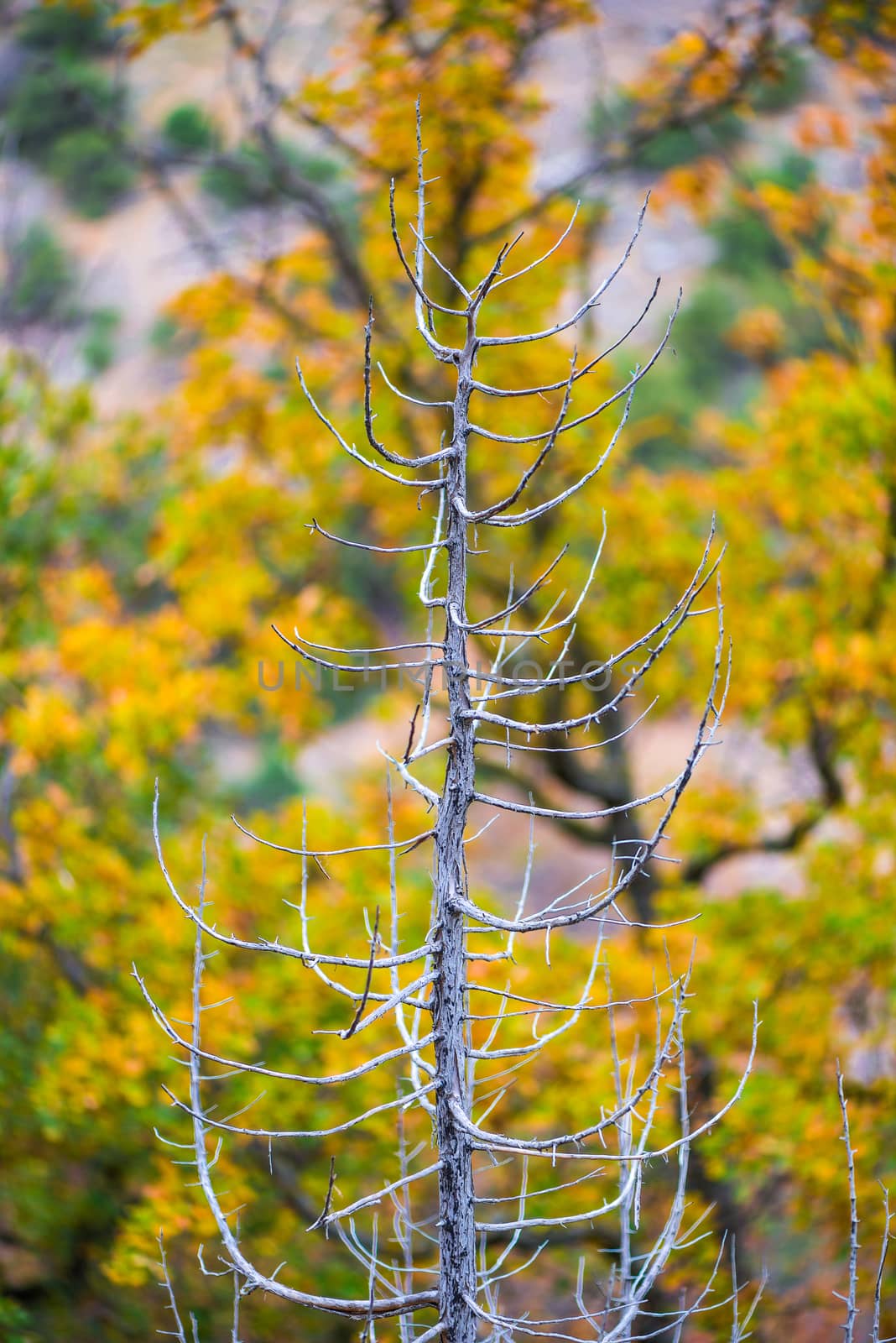 bare tree, growing near the forest on a autumn day