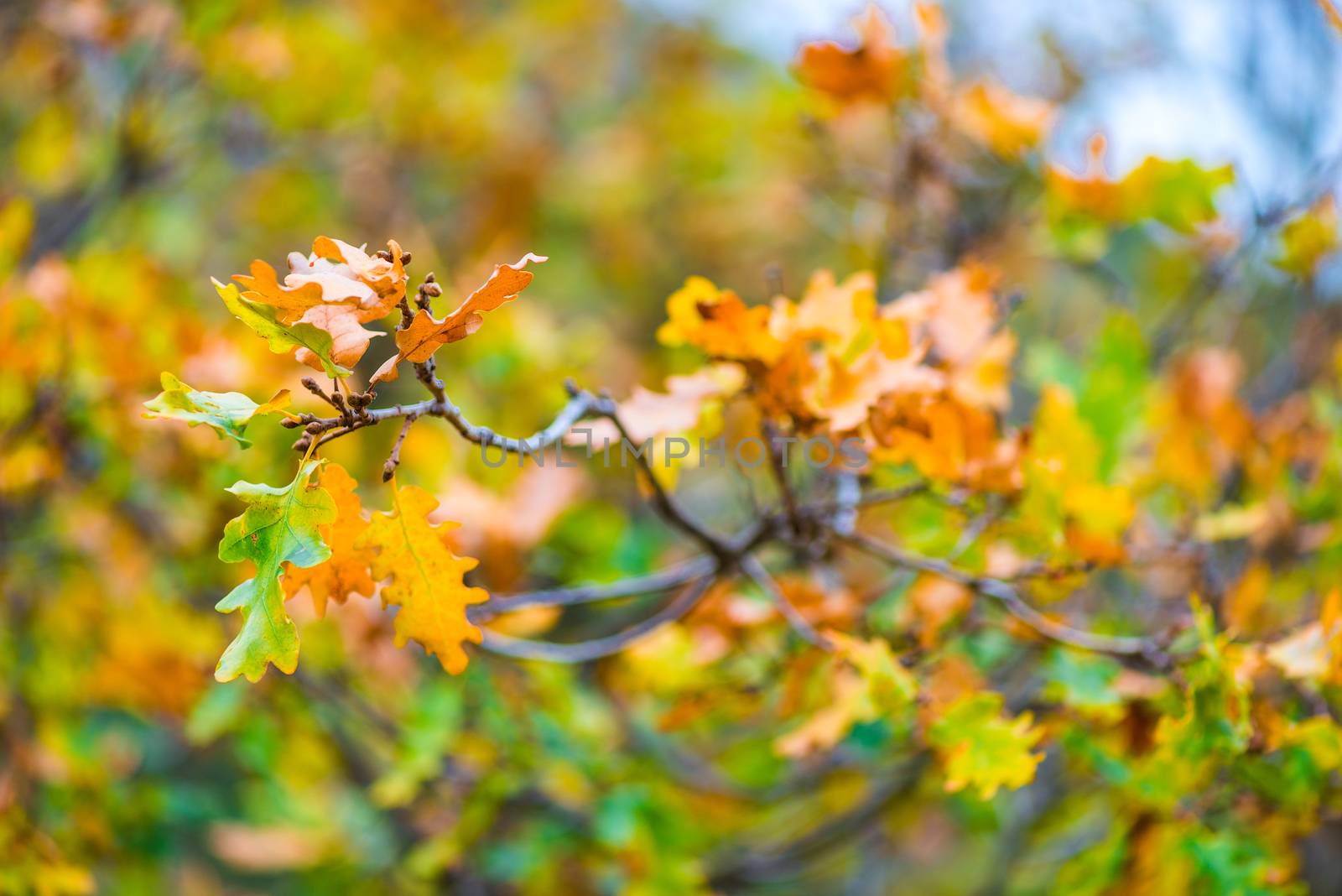 branch of an oak tree with yellow autumn leaves by kosmsos111