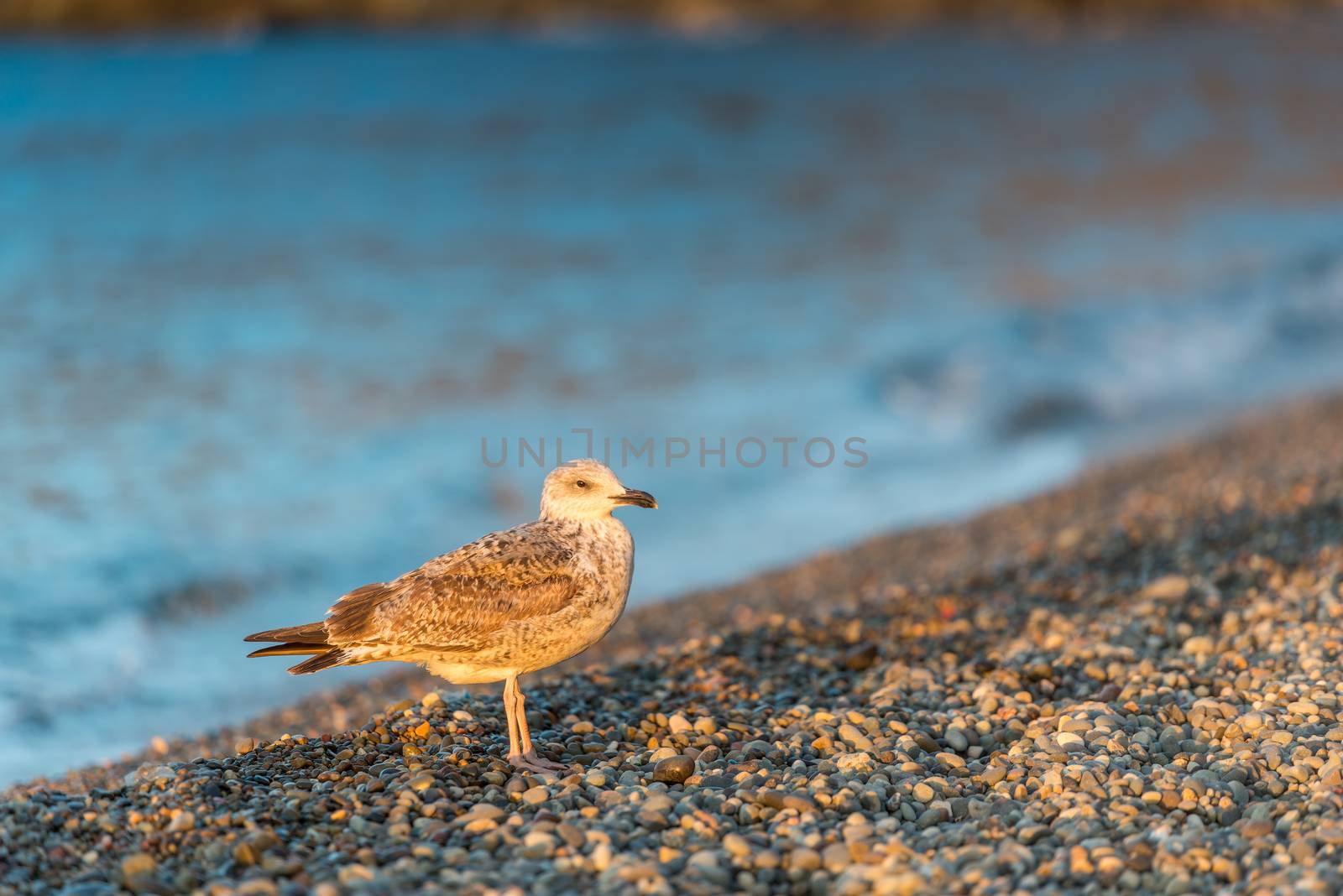 Seagull on pebble beach near the sea, portrait at dawn by kosmsos111