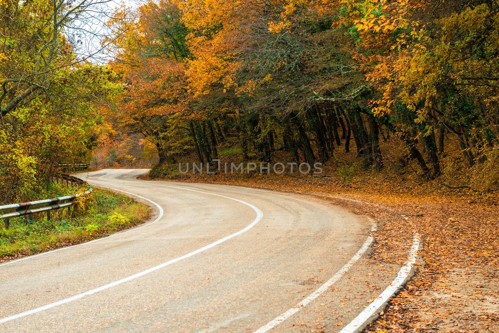 A curvy road in the mountains, beautiful autumn trees with yellow leaves