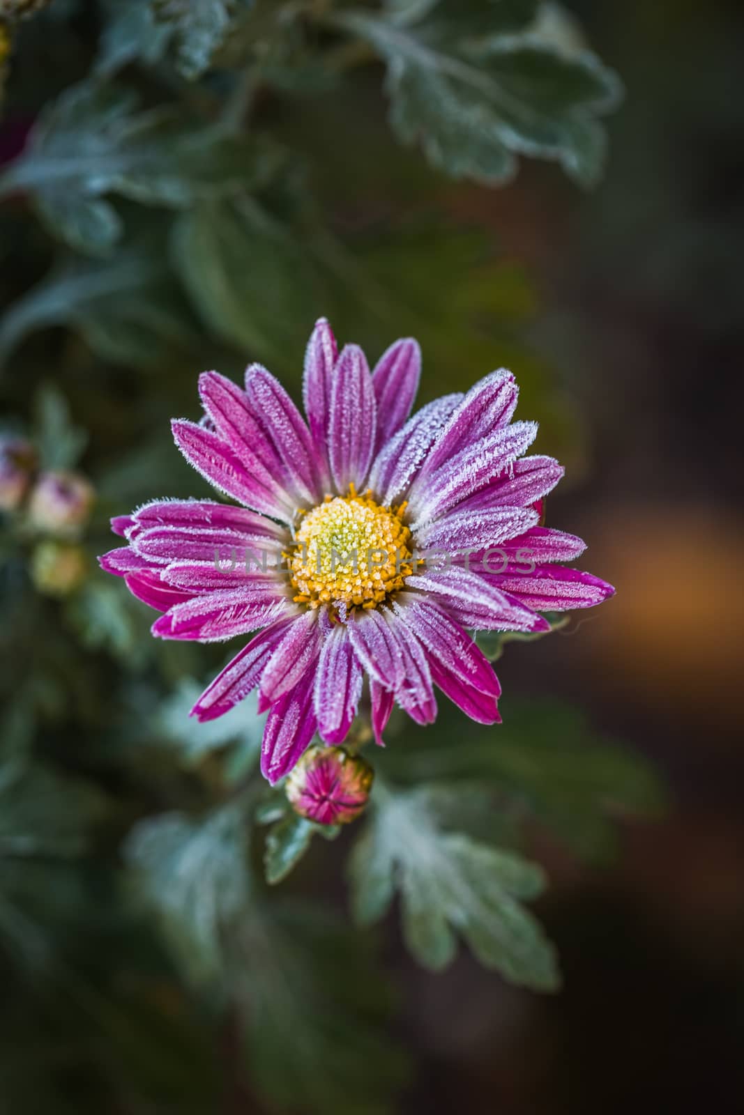 CLose up Rare pink Chrysanthemum. Autumn hoarfrost flower. Chrysanthemum zawadskii. by petrsvoboda91