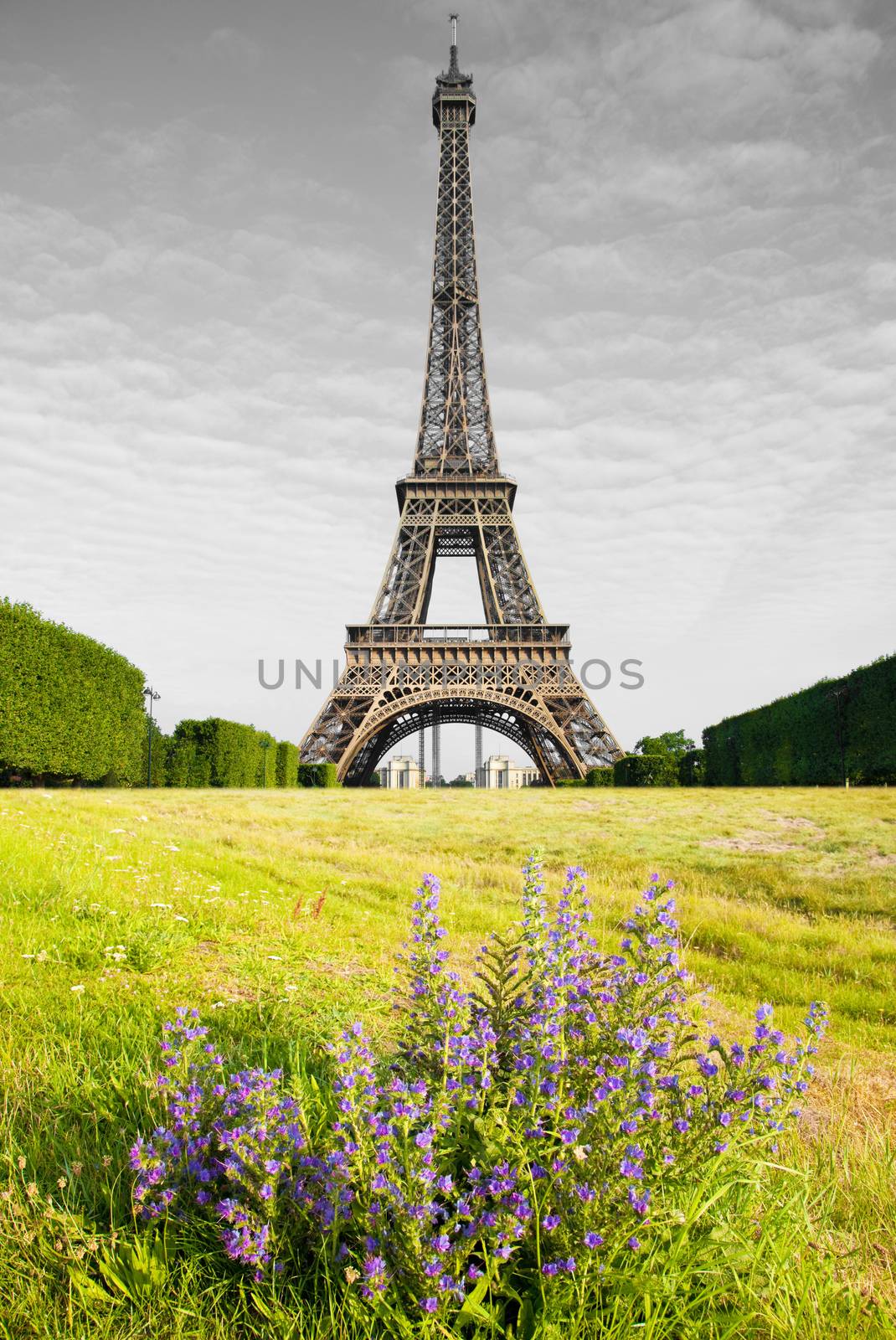 view of Eiffel Tower in Paris