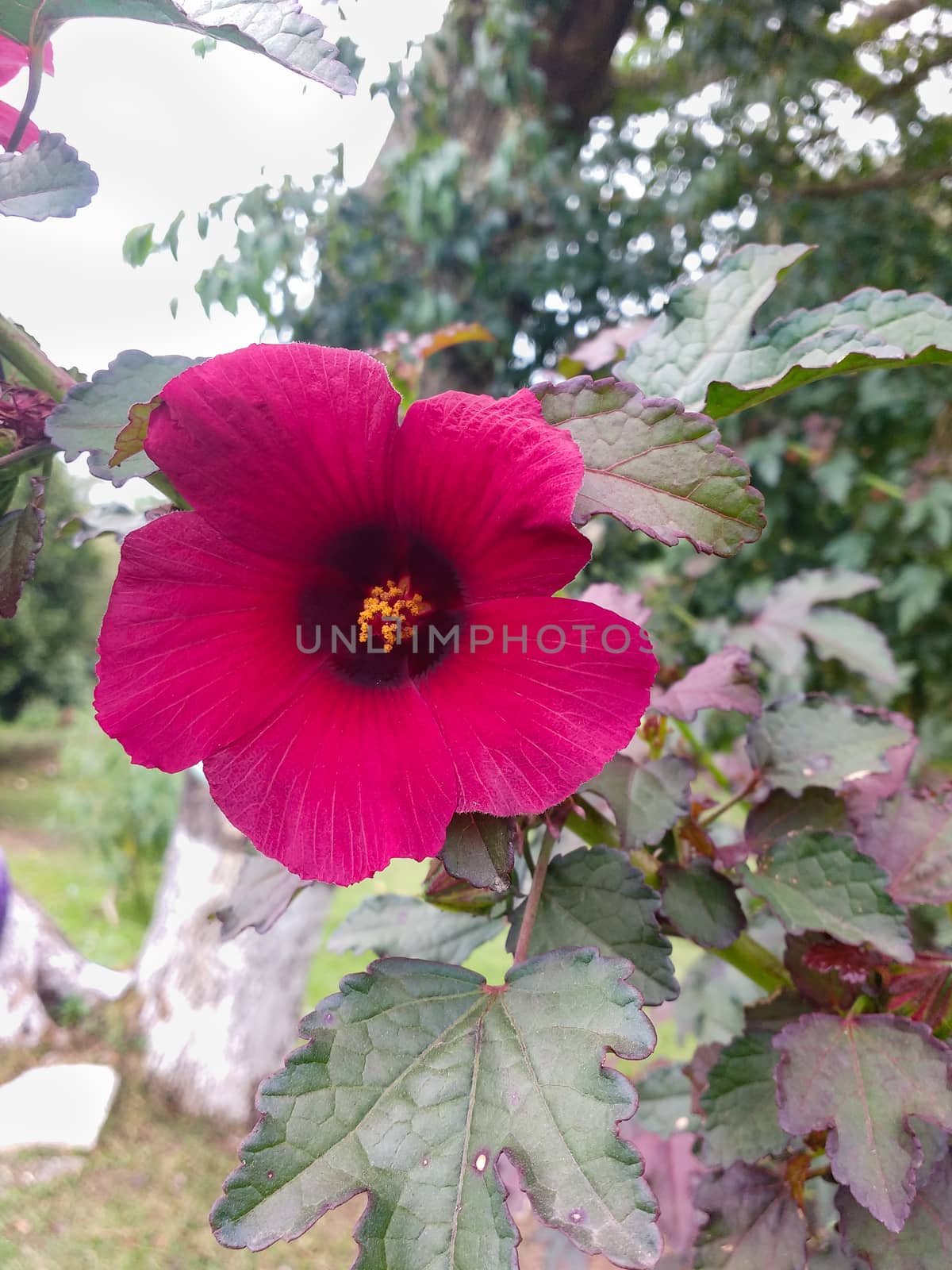 Intense magenta hibiscus flower closeup in sunny day with blurred background.