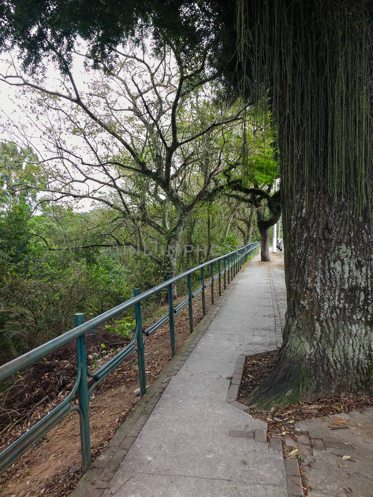 Sidewalk at the edge of the woods with trees in sunny day.