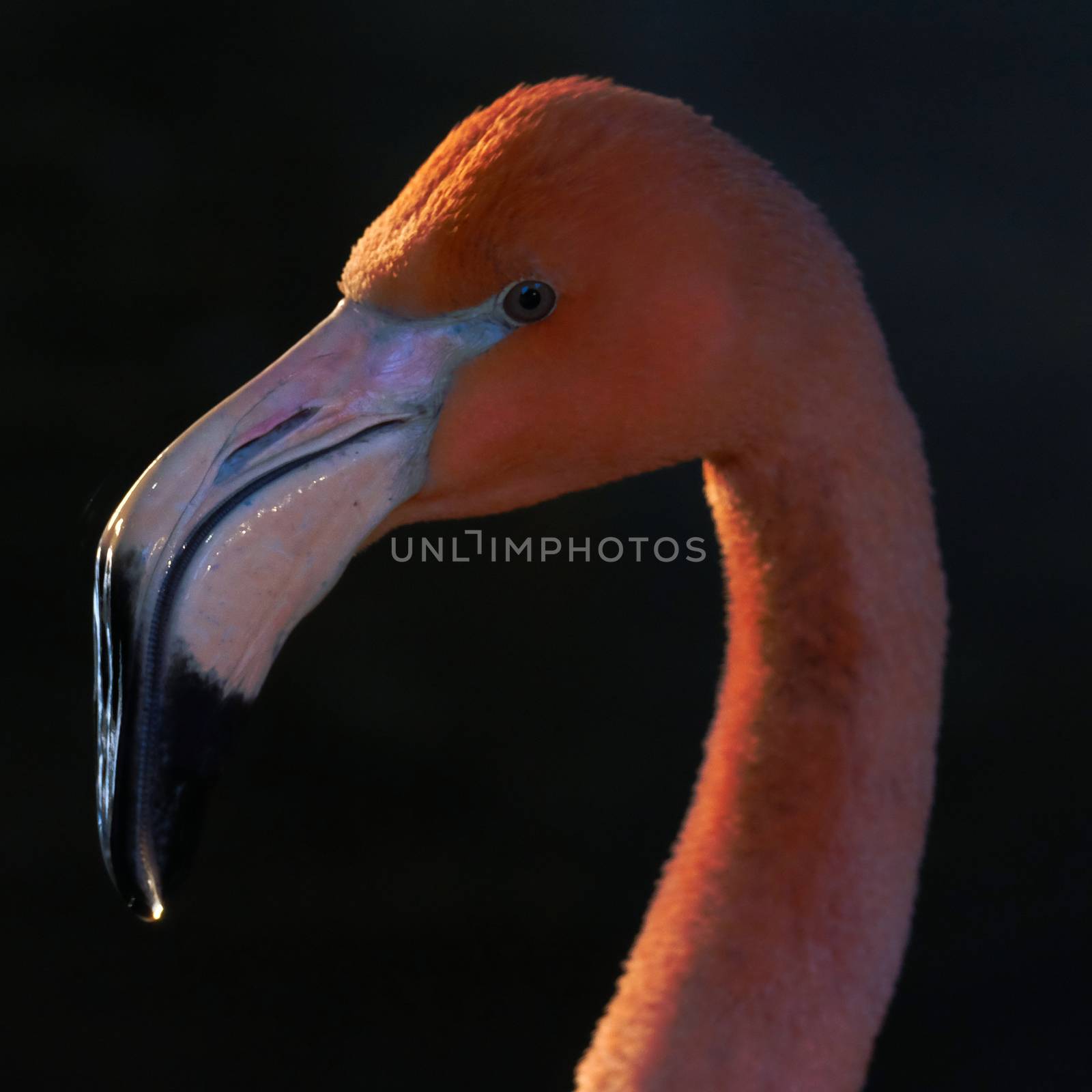 Caribbean flamingo's head in close-up. by Vailatese