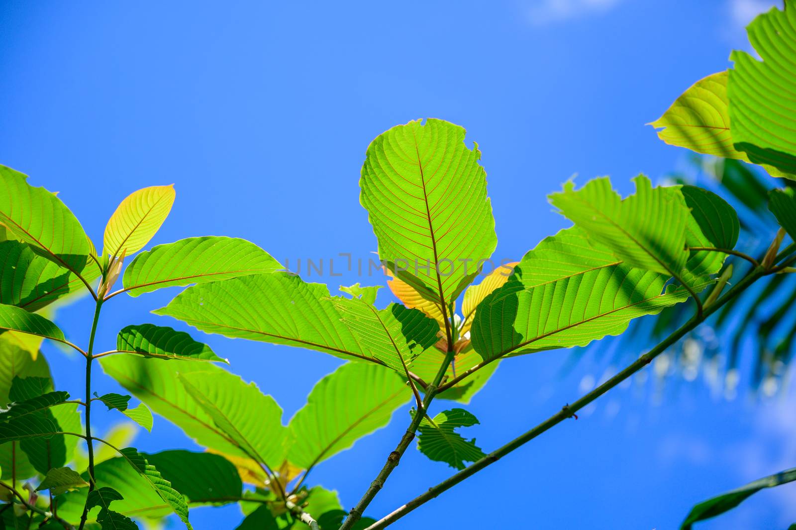 Kratom (Mitragyna speciosa) green Is a type of drug