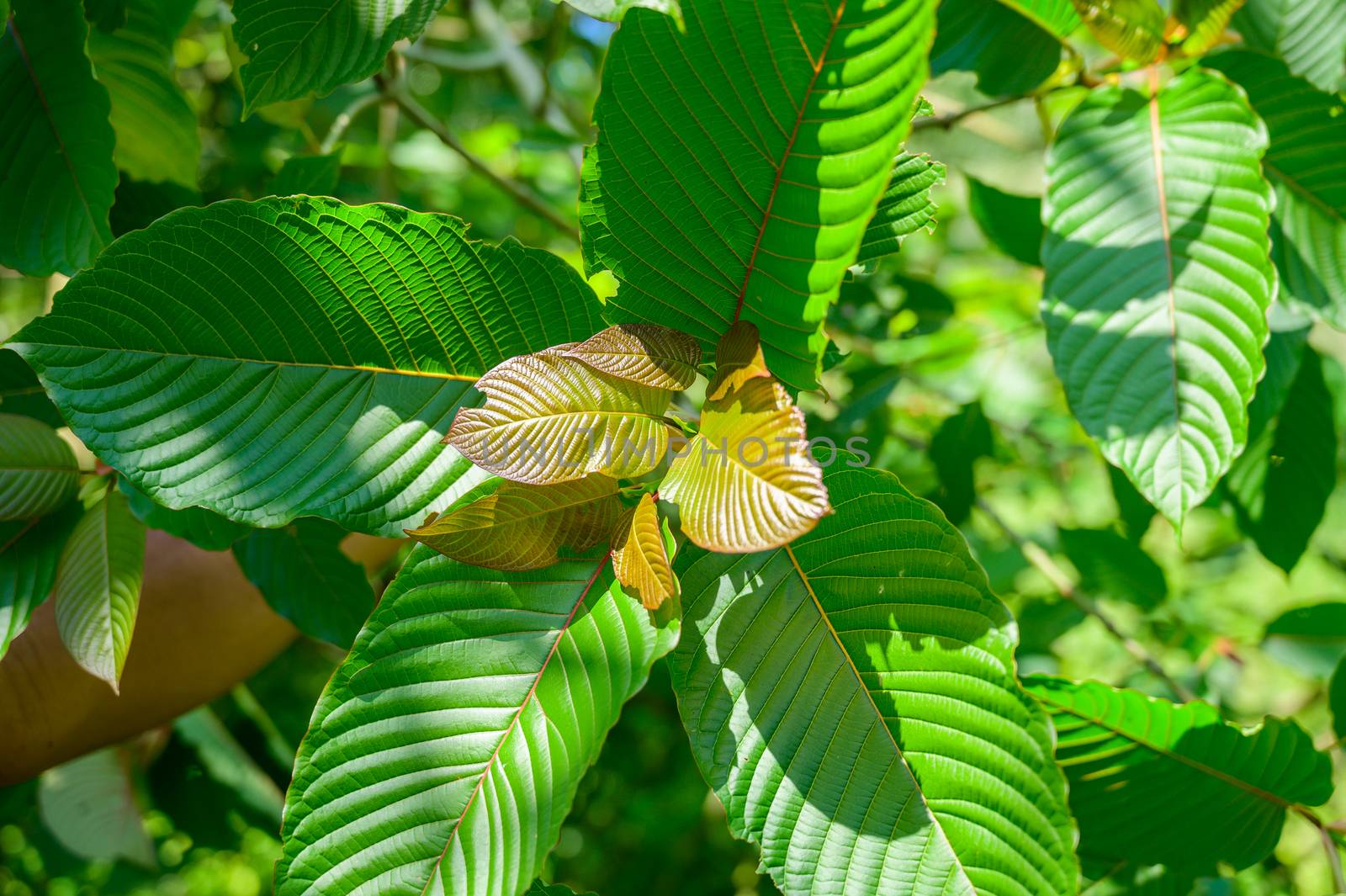 Kratom (Mitragyna speciosa) green Is a type of drug