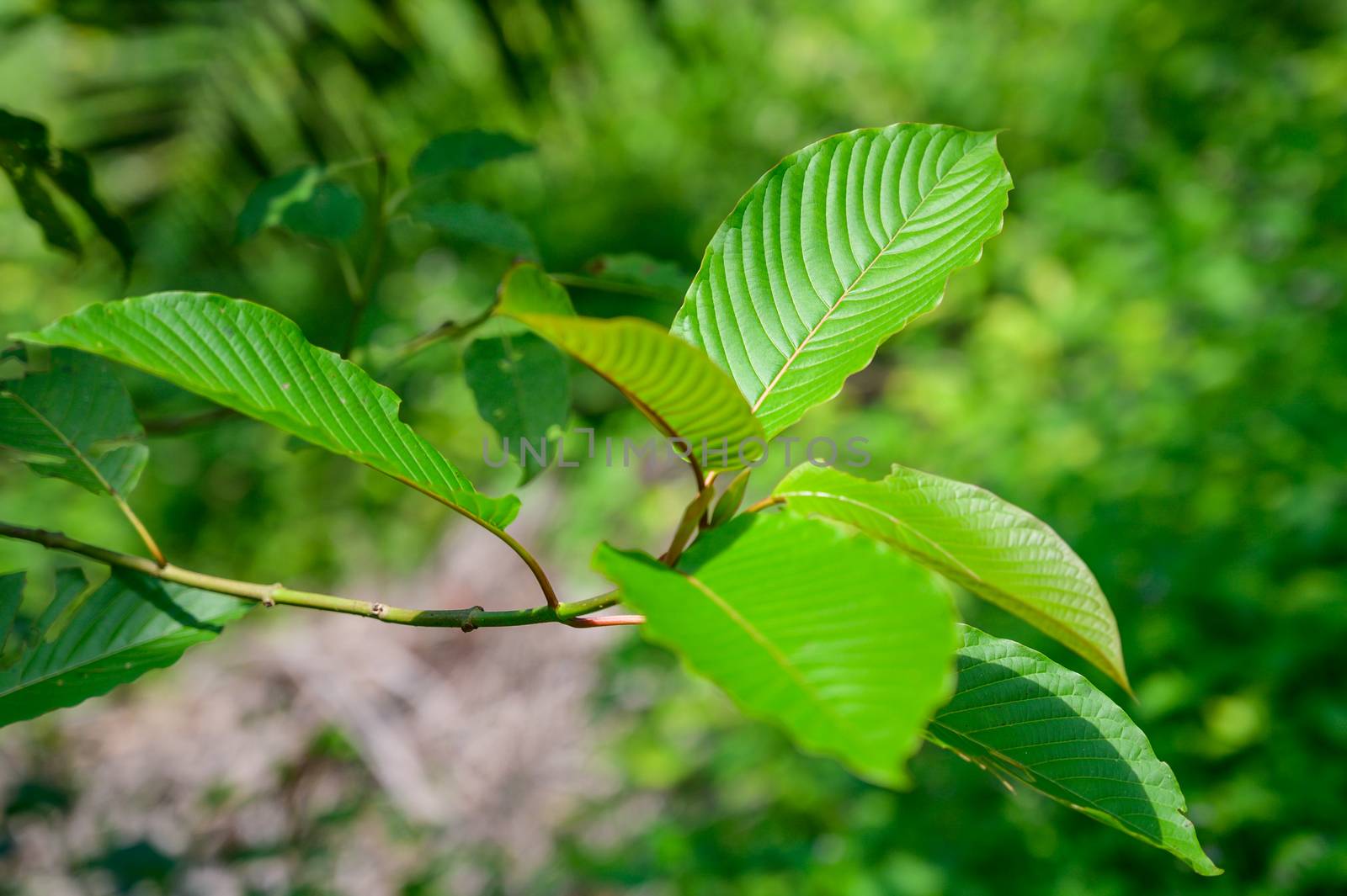 Kratom (Mitragyna speciosa) green Is a type of drug