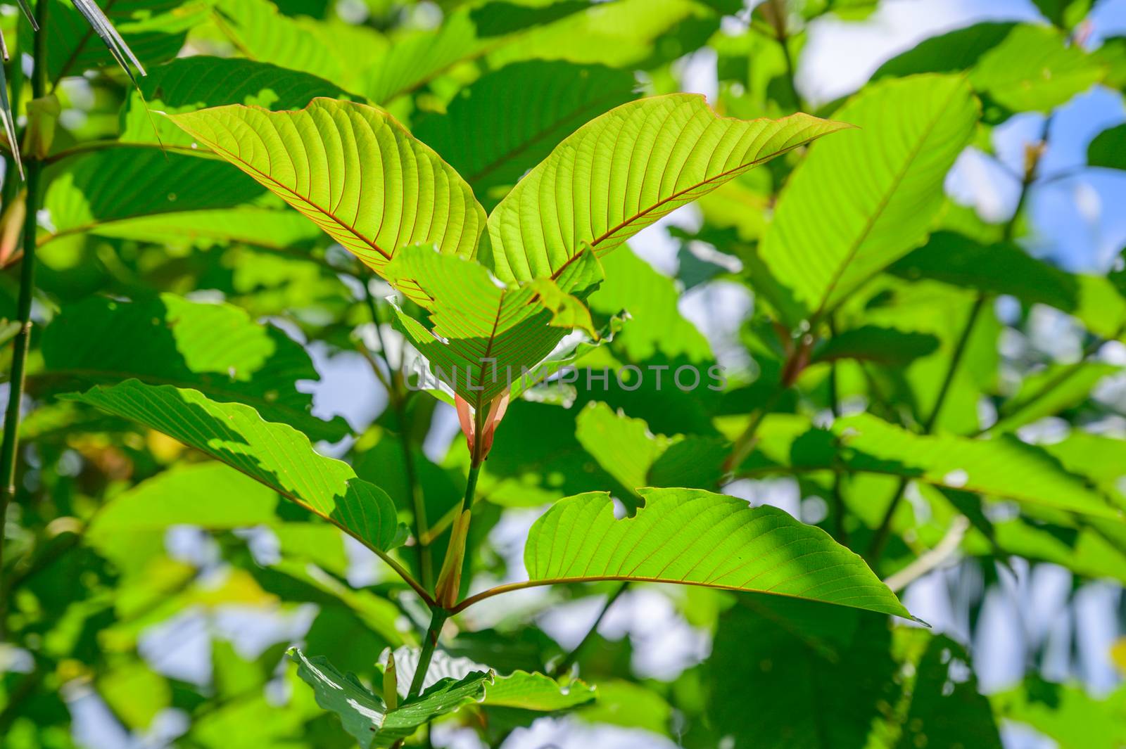 Kratom (Mitragyna speciosa) green Is a type of drug by sarayut_thaneerat