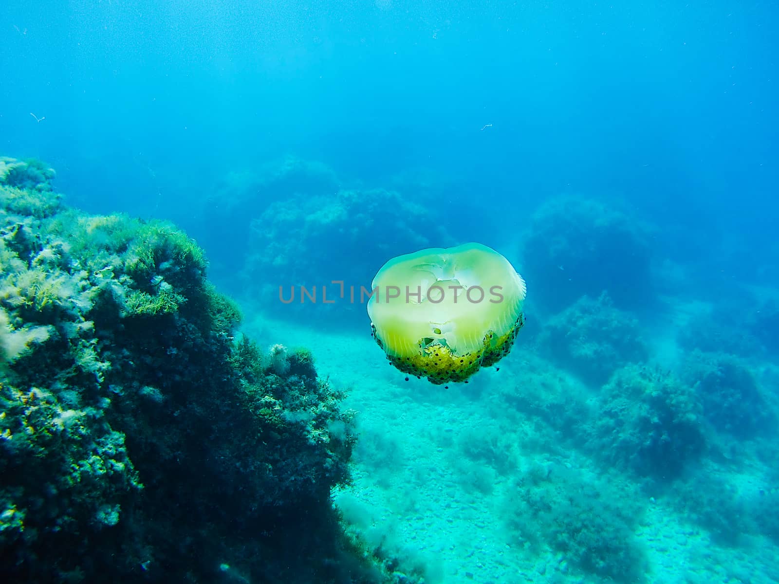 Underwater photograph of a fried egg jellyfish in the Mediterranean Sea. Clear blue sea and reflections