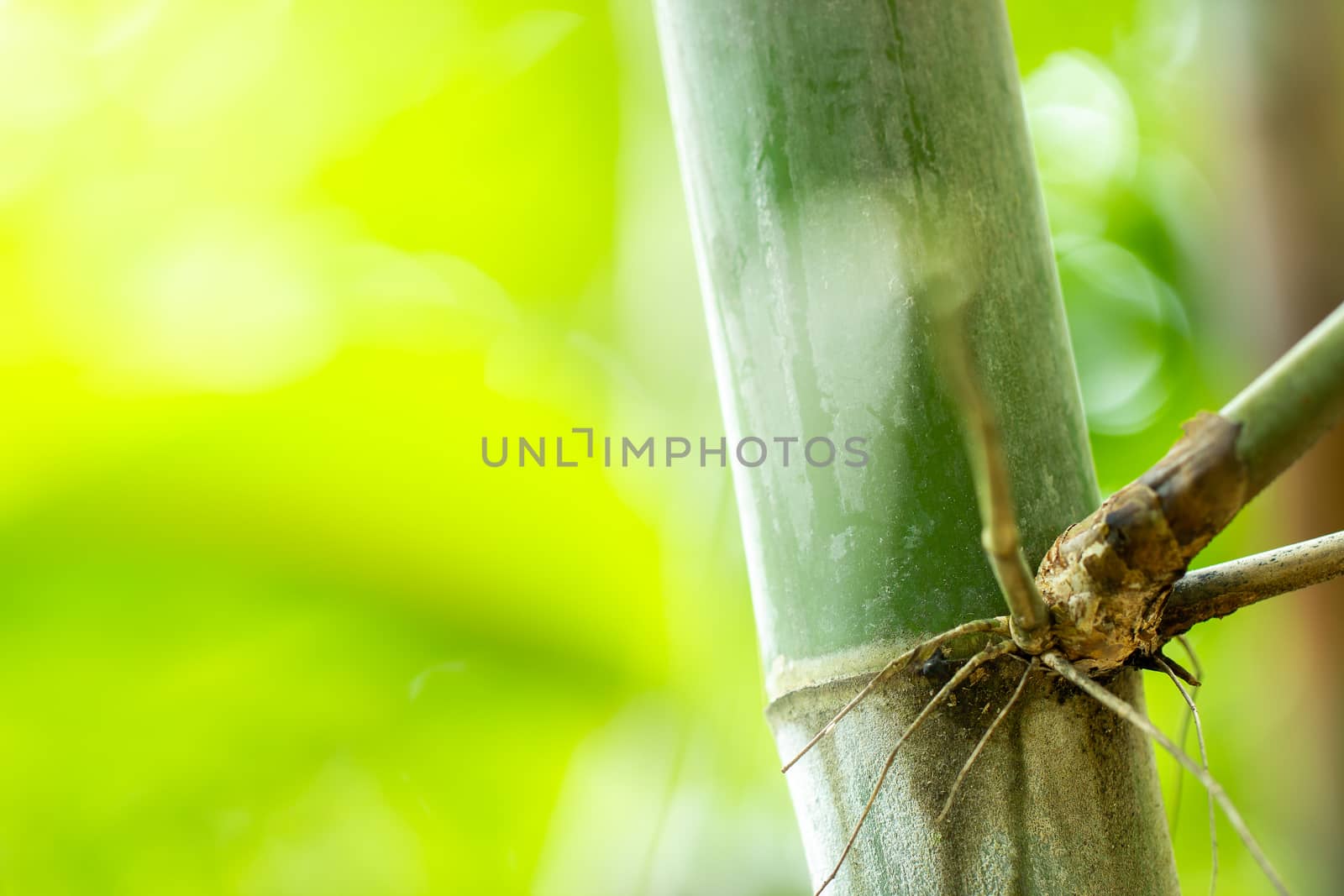 Bamboo forest and morning sunlight in the forest. Smooth green nature background. Copy space for text. Concept of abundance in nature.