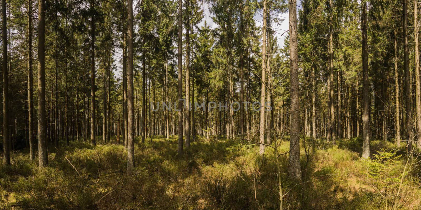 Panorama of a mixed forest at summer