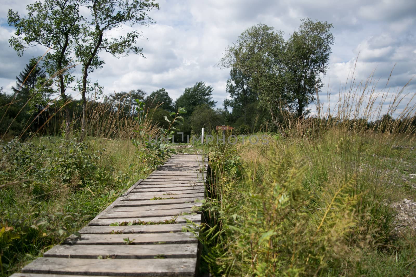 High Fens, Hautes Fagnes, at the eifel national park, germany