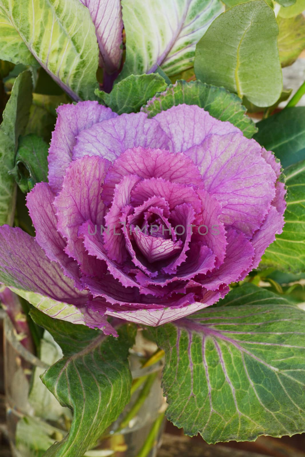 Head of ornamental cabbage with purple and green leaves for a brassica flower arrangement