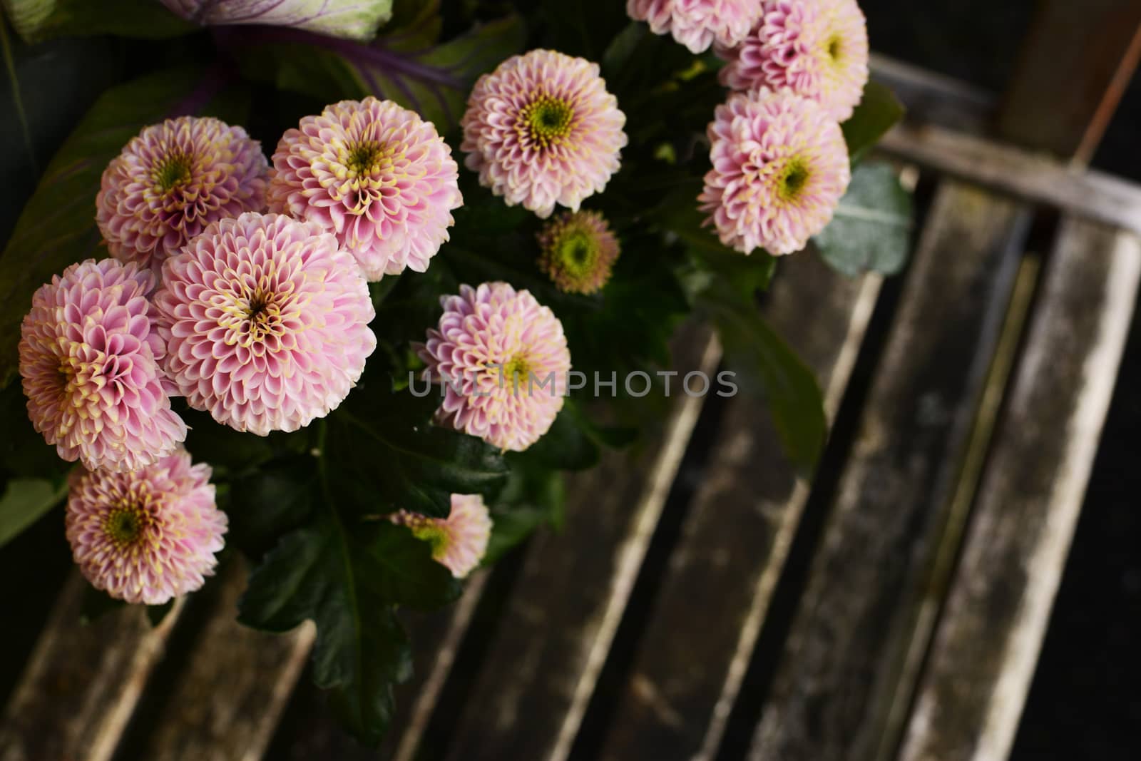 Pale pink chrysanthemum flowers above a wooden bench by sarahdoow