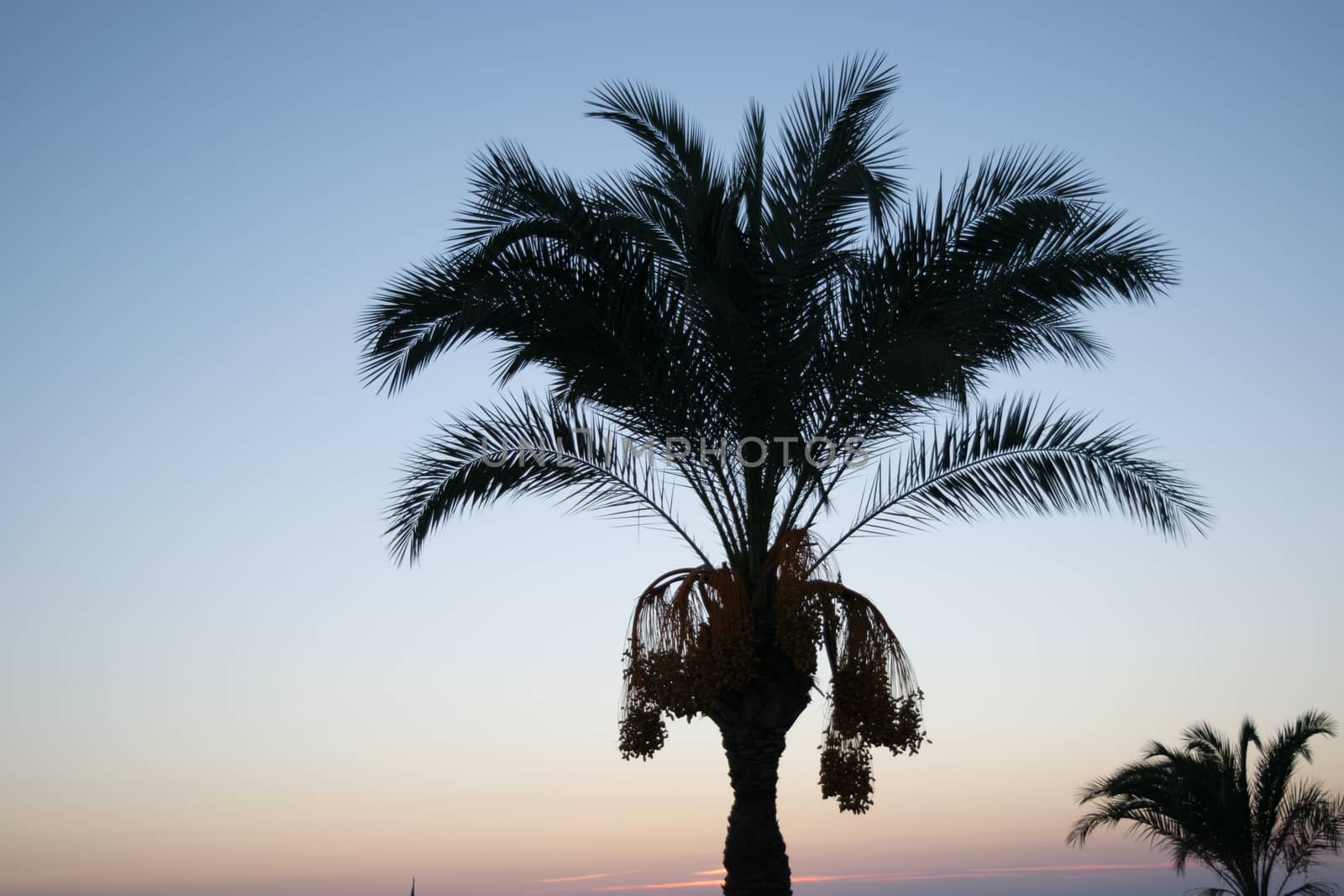 palm trees sunset golden blue sky backlight