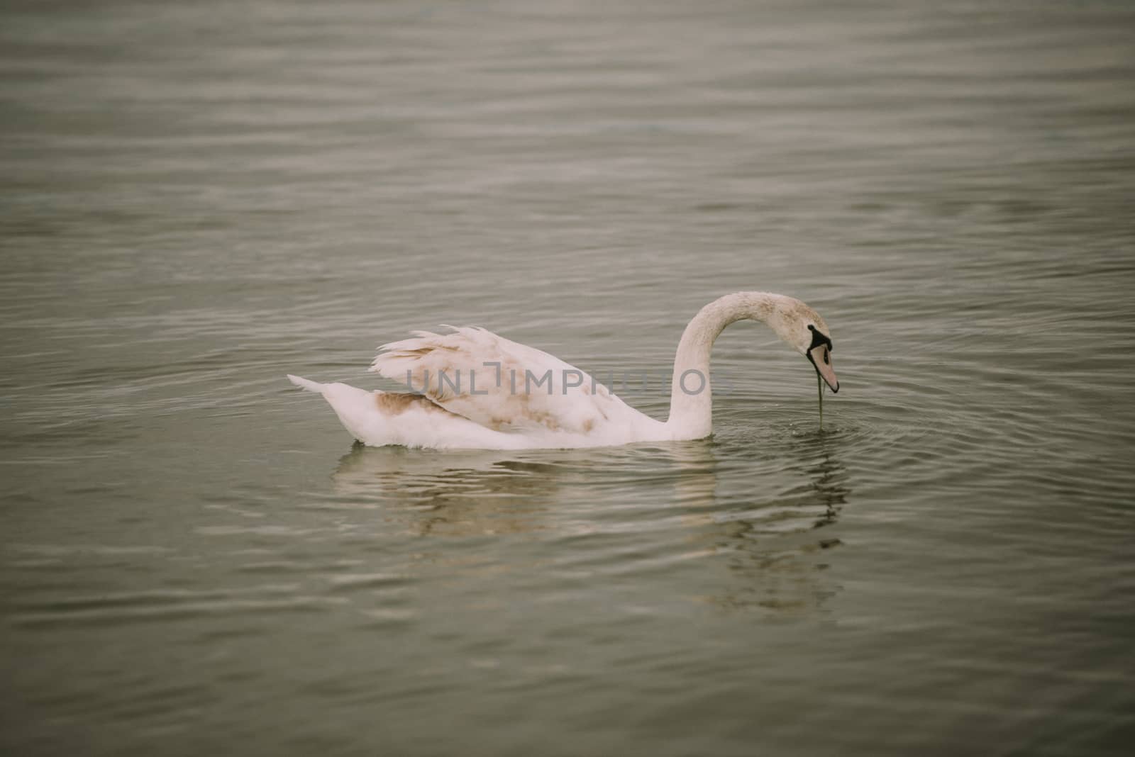 White swans on the lake. View from distance using wide angle lens