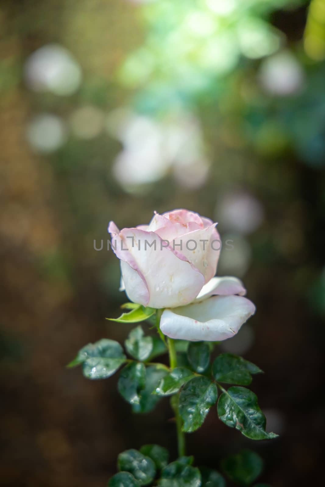 Roses in the garden, Roses are beautiful with a beautiful sunny day.