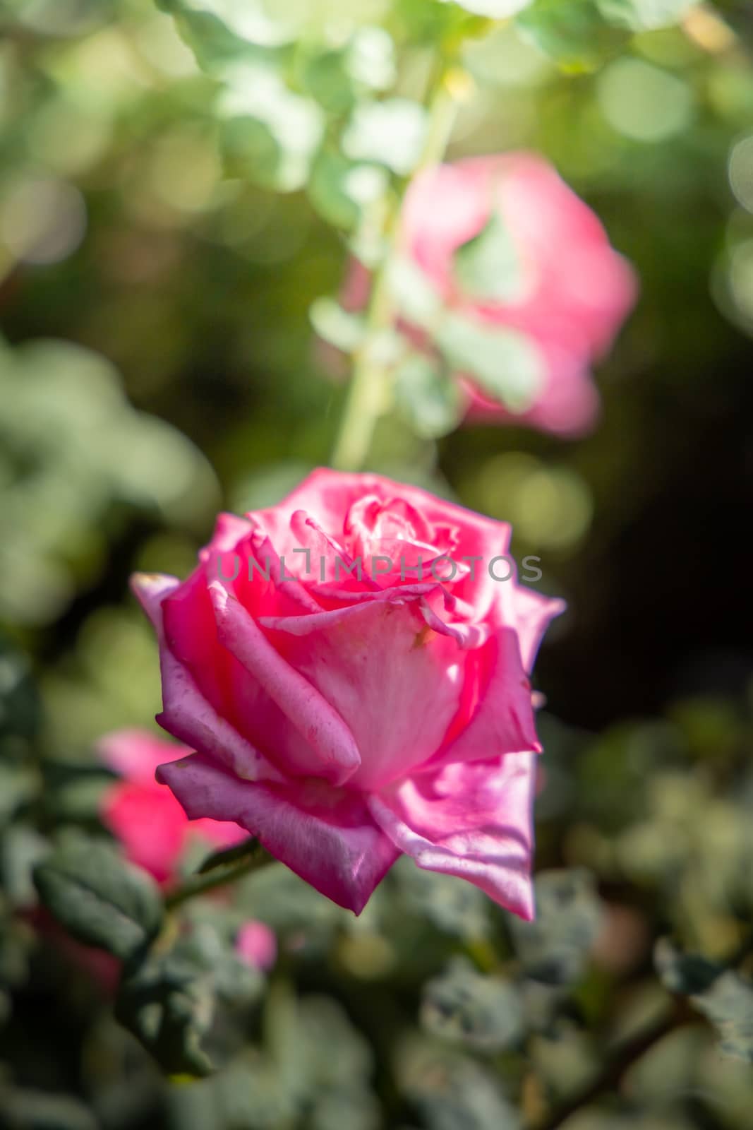 Roses in the garden, Roses are beautiful with a beautiful sunny day.