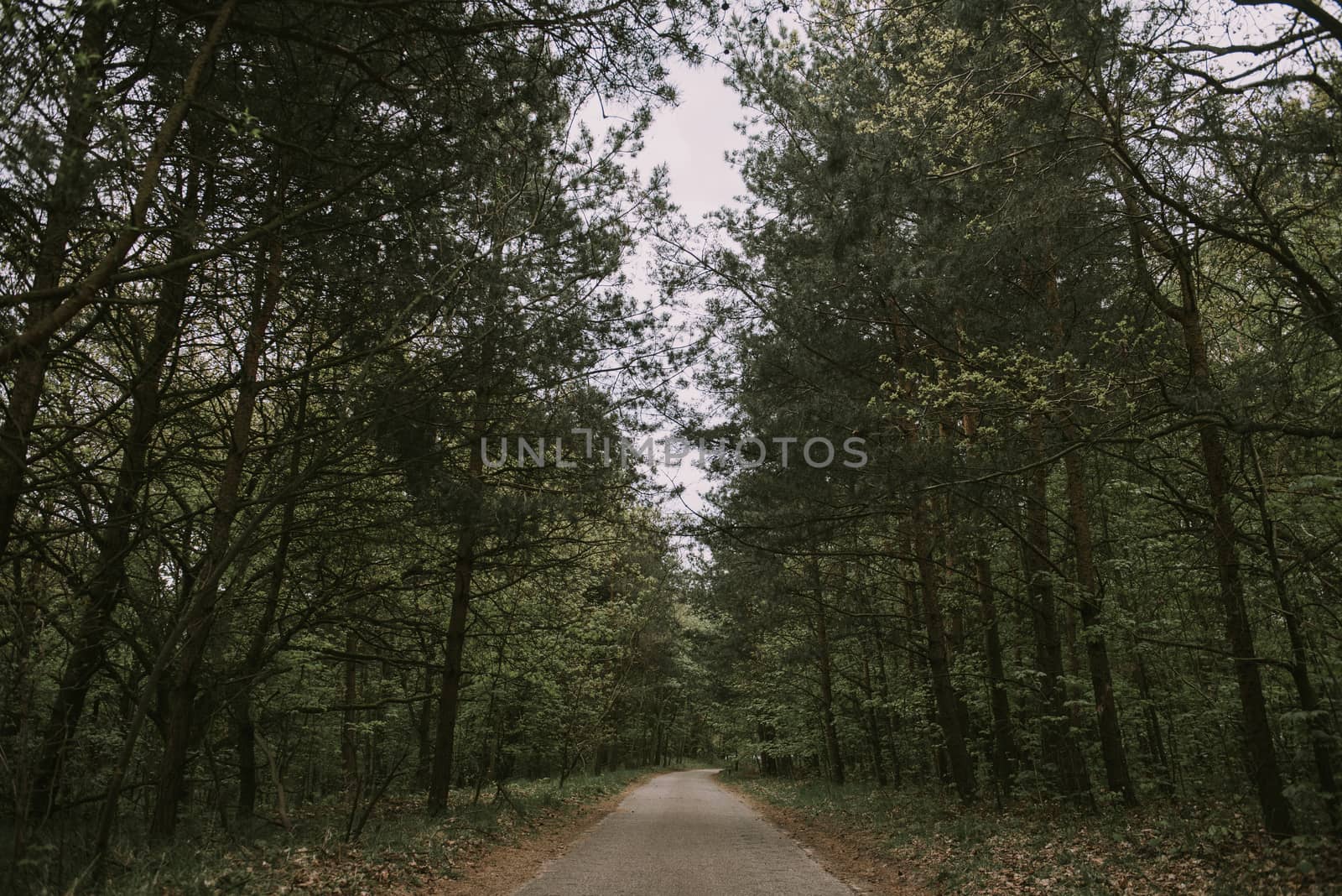 Asphalt road through green forest in early spring time.