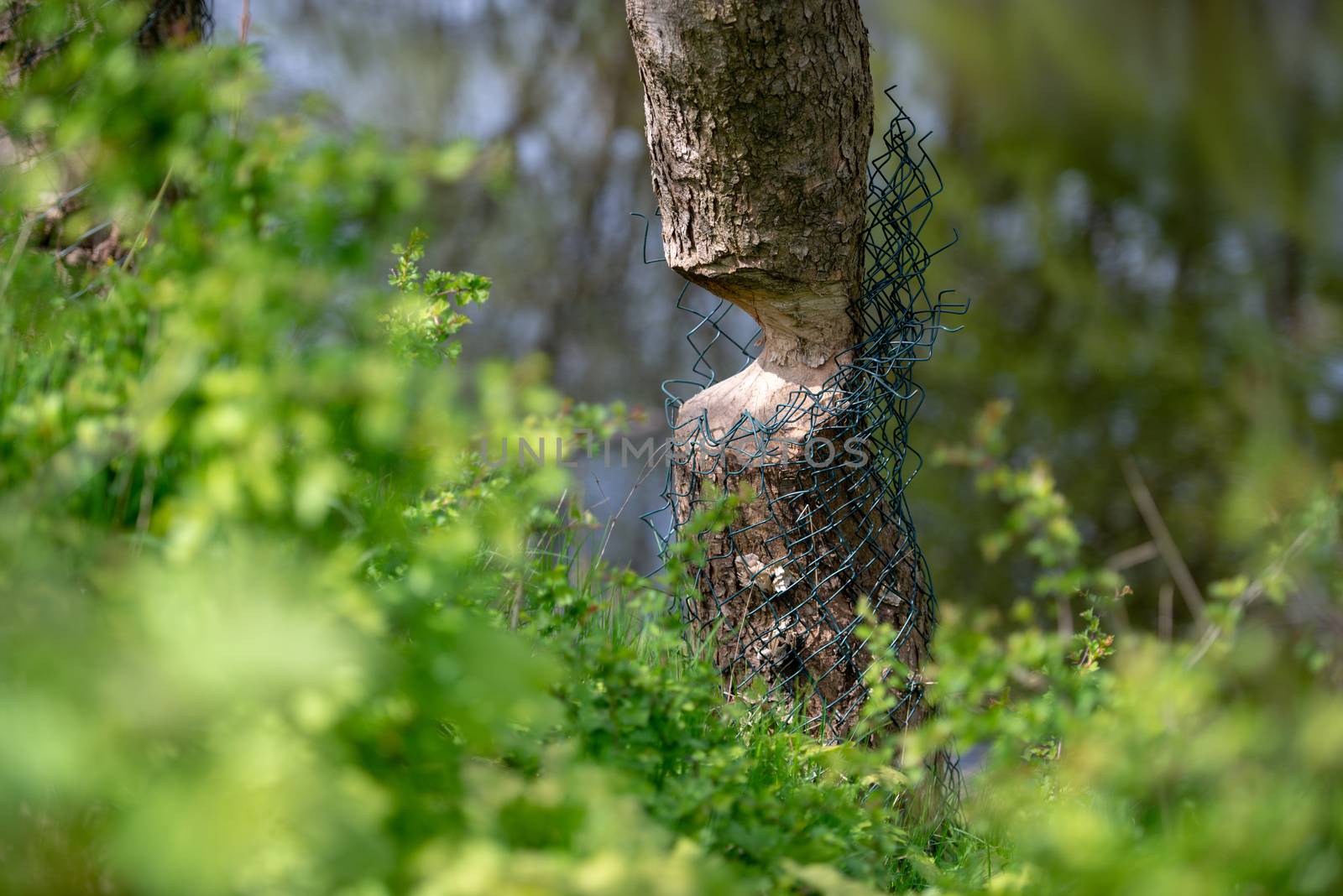 A tree bitten by a beaver that is about to fall.