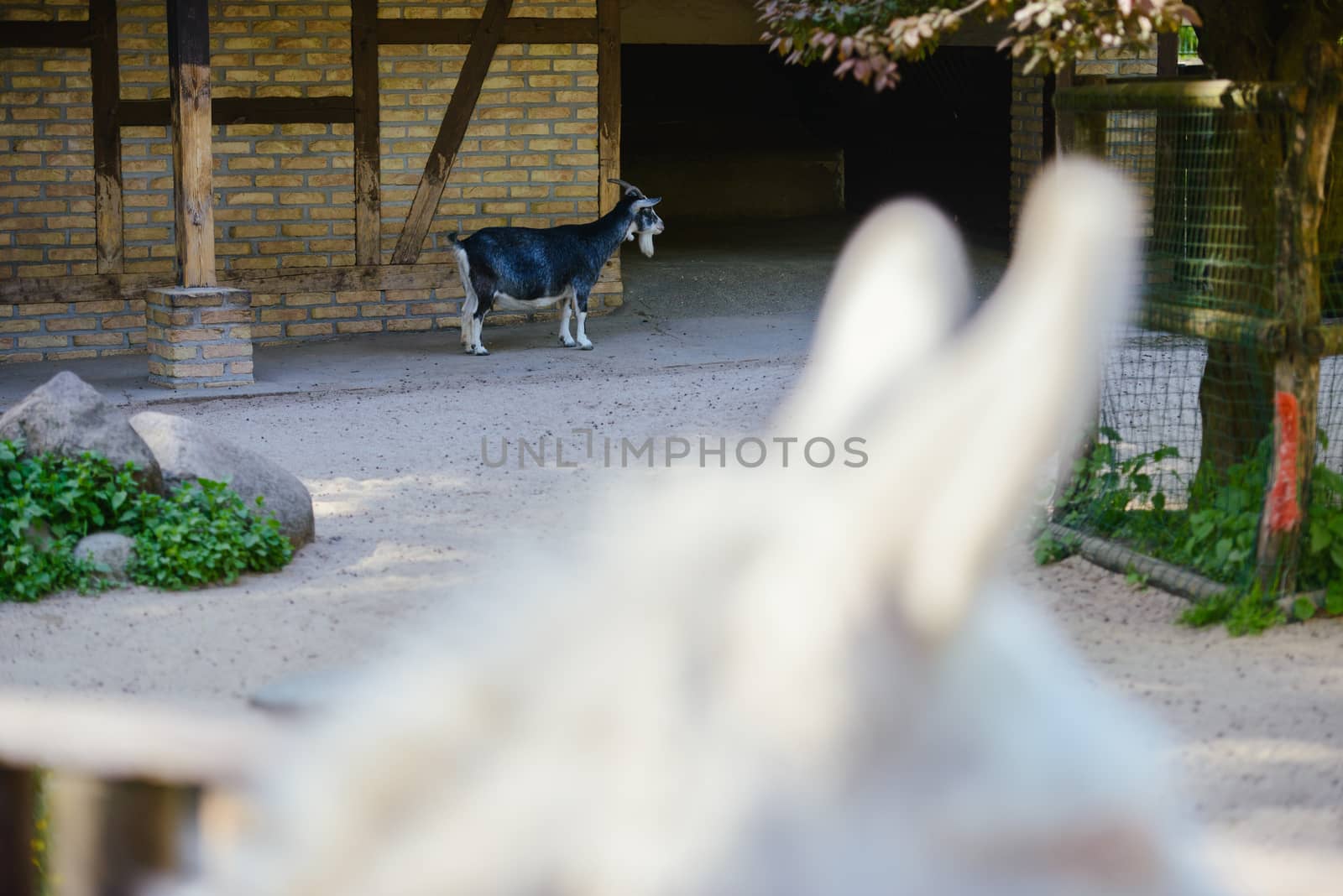 goat resting on the ground on sunny day in the farm.