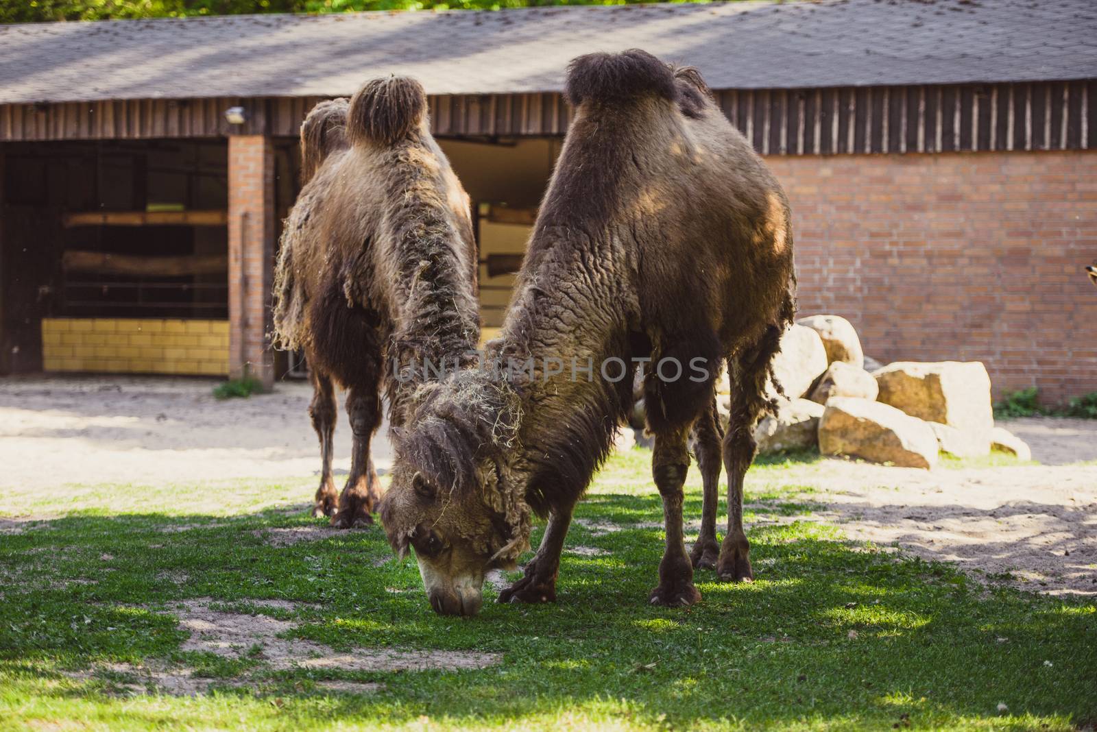 Image of the camel and th young one taken in park.