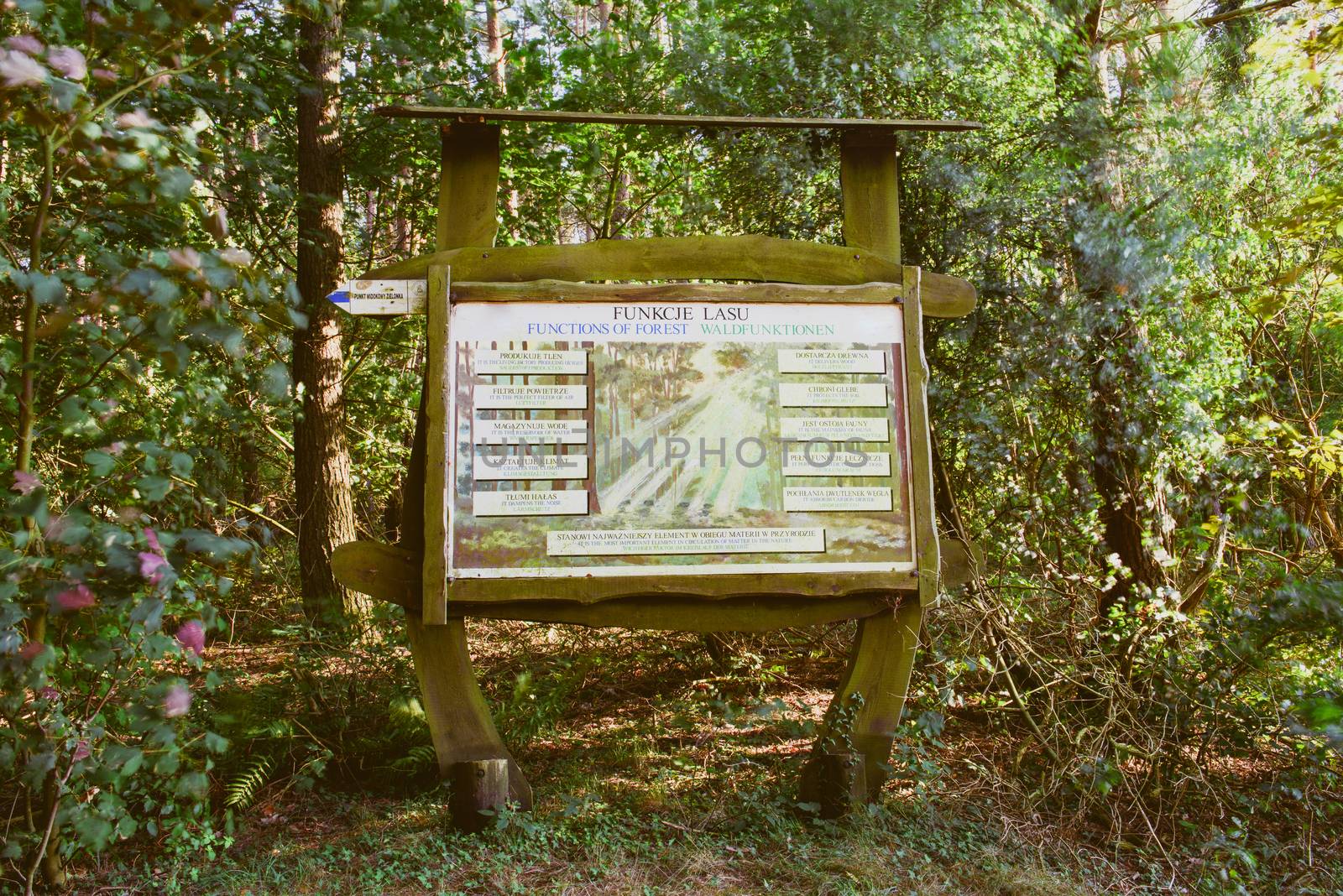 information boards in the forest. copy space. summer time.