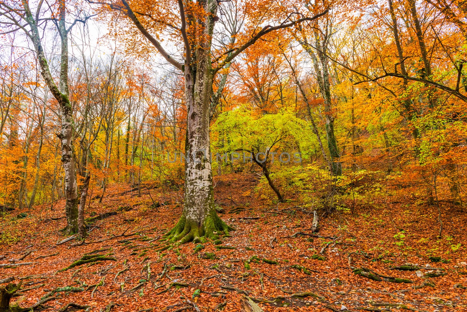 mountain slope, view of the autumn deciduous forest by kosmsos111