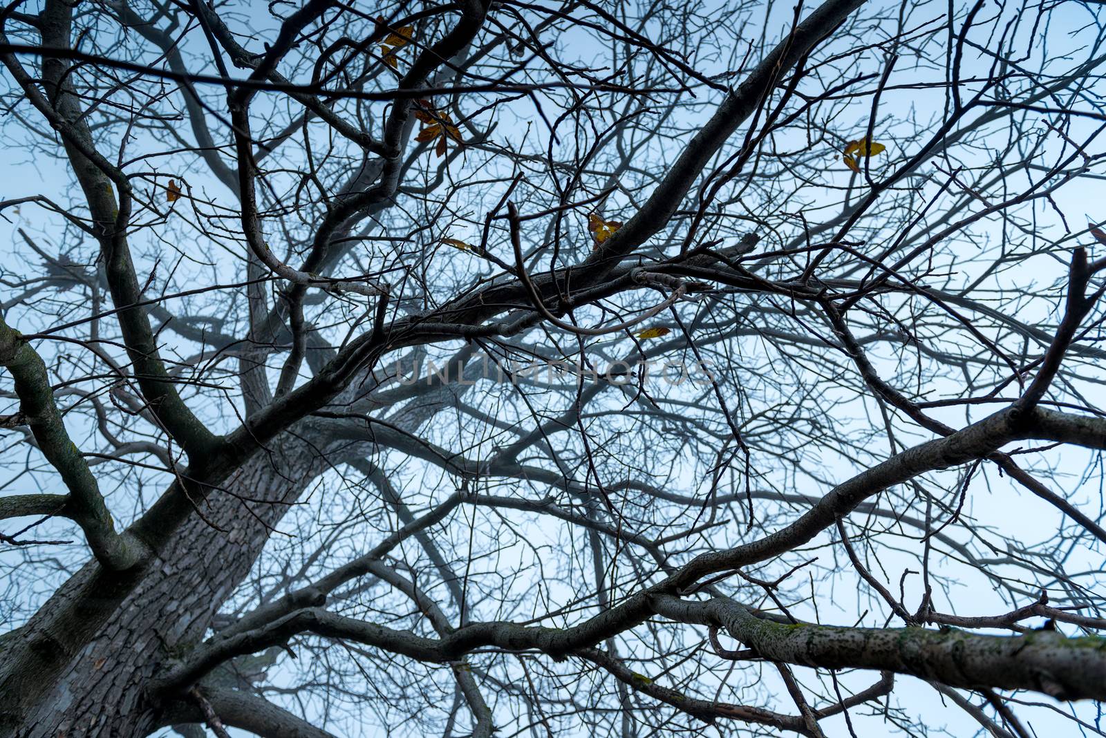 Bare branches of a big tree against the autumn sky in the fog