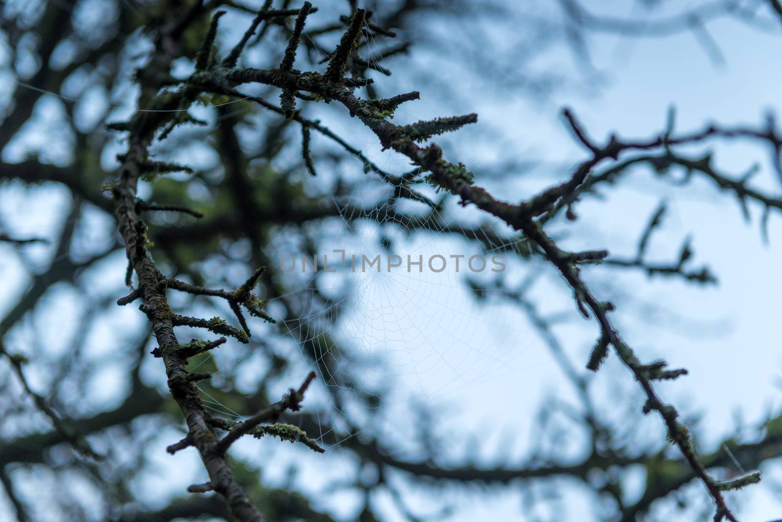 Cobweb on the branches of a tree against the blue sky by kosmsos111