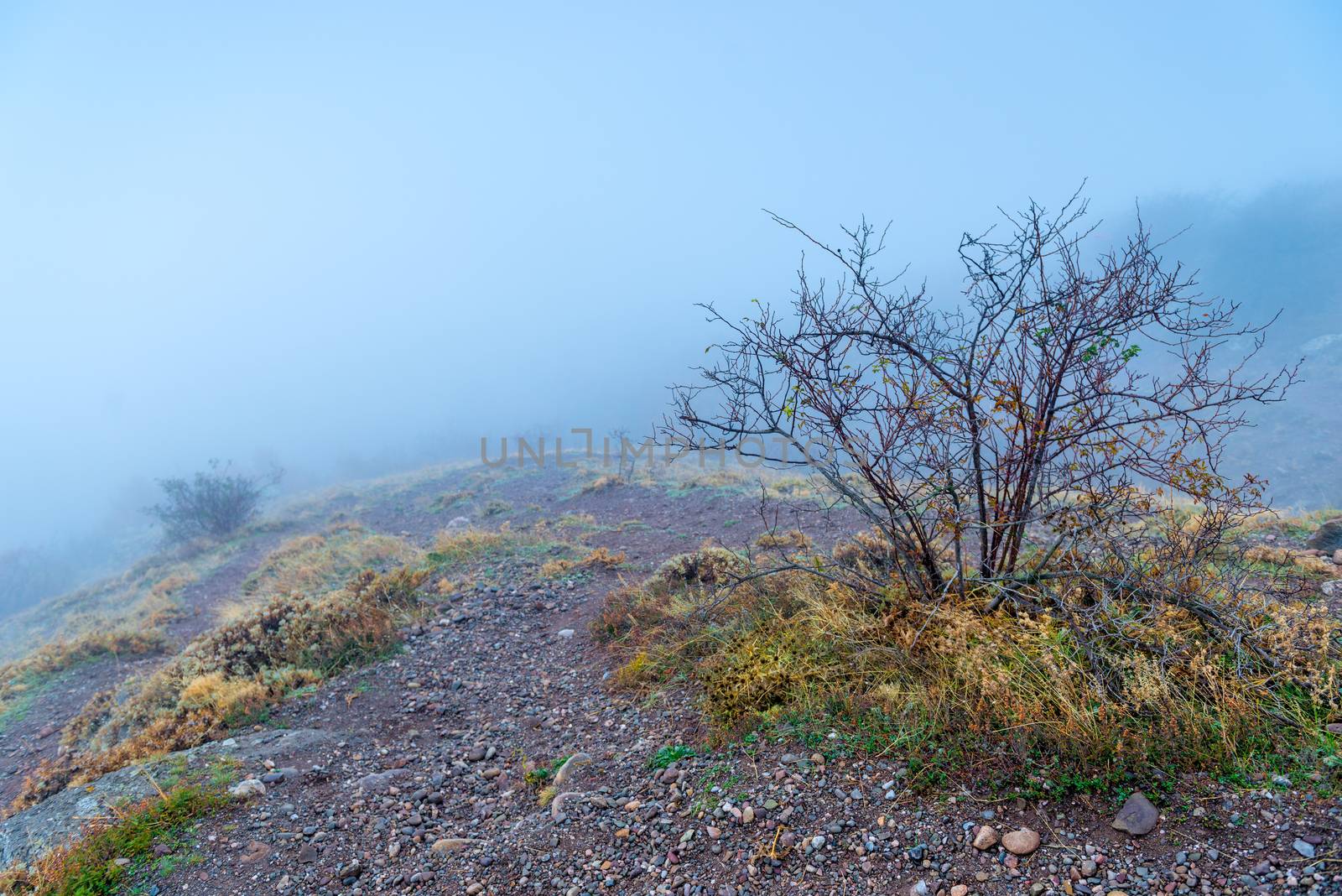 naked bush in the mountains in autumn, landscape with dense fog by kosmsos111