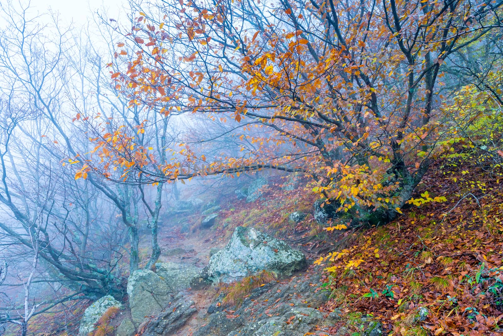 autumn landscape in the mountains, beautiful nature on a foggy day