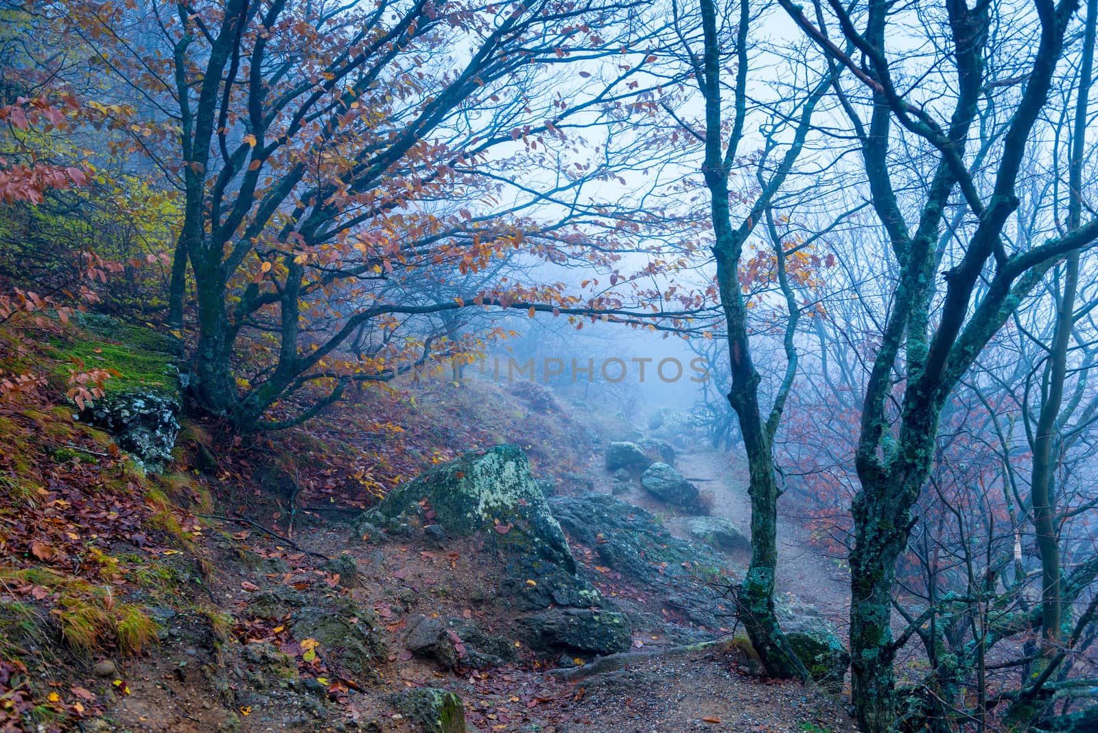 beautiful nature on a foggy day, autumn landscape in the mountai by kosmsos111