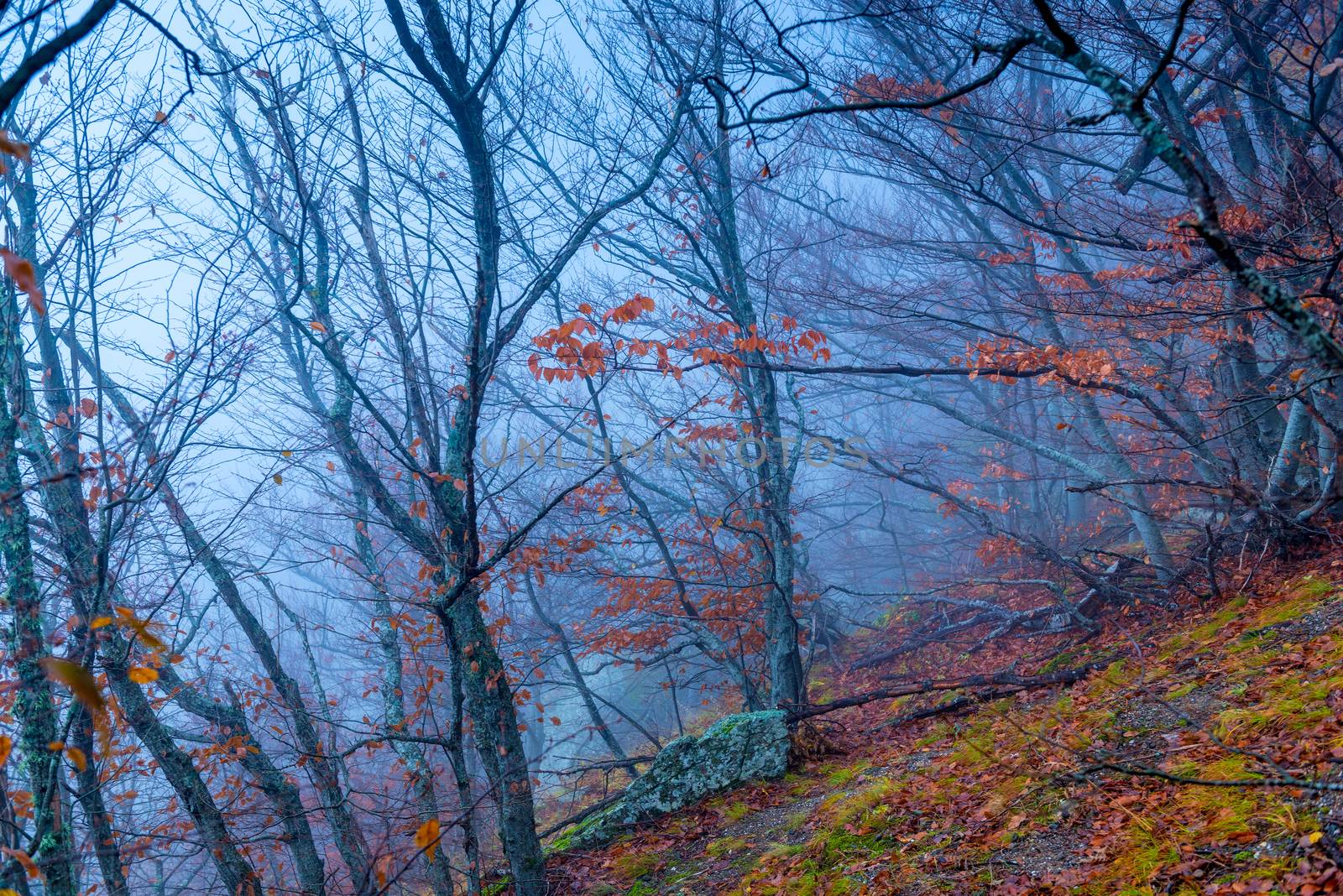 Mystical gloomy forest in the mountains in autumn in the fog