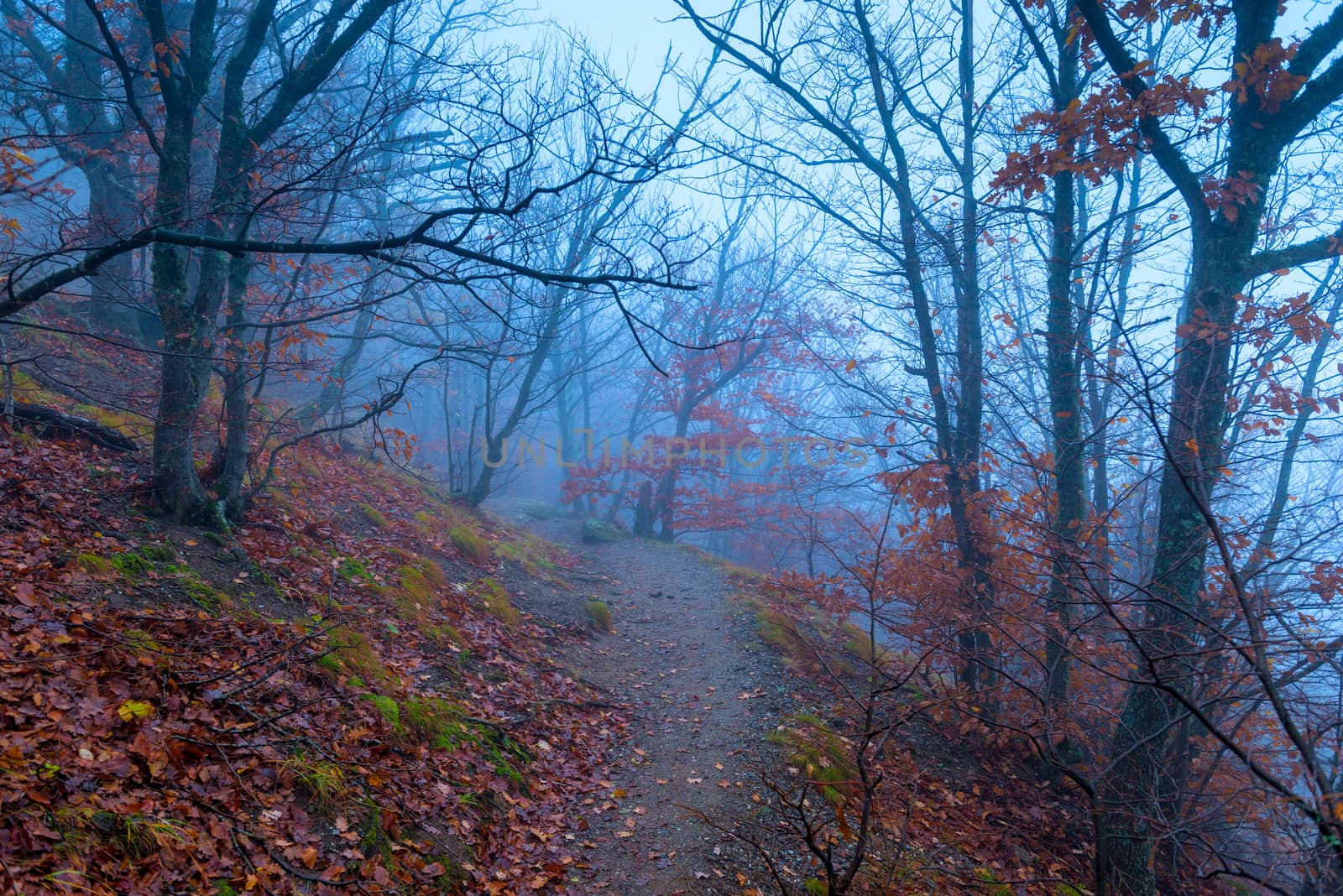 Path in the dark misty forest in the mountains, autumn landscape by kosmsos111