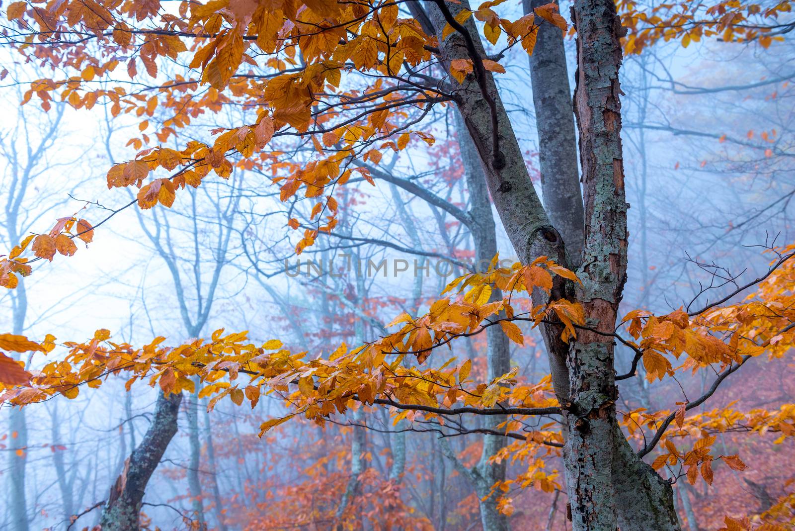 Trees with yellow leaves in the autumn forest in the mountains during fog