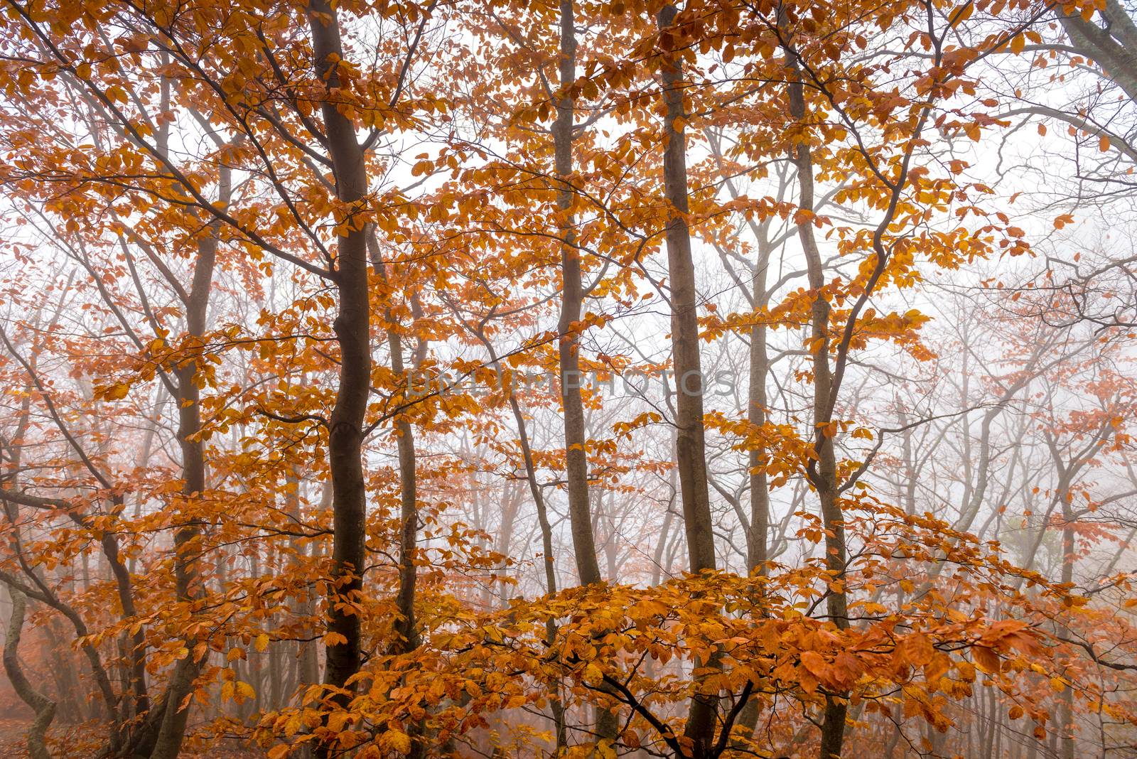 Fog in the mountains, landscape of autumn forest on a cloudy foggy day