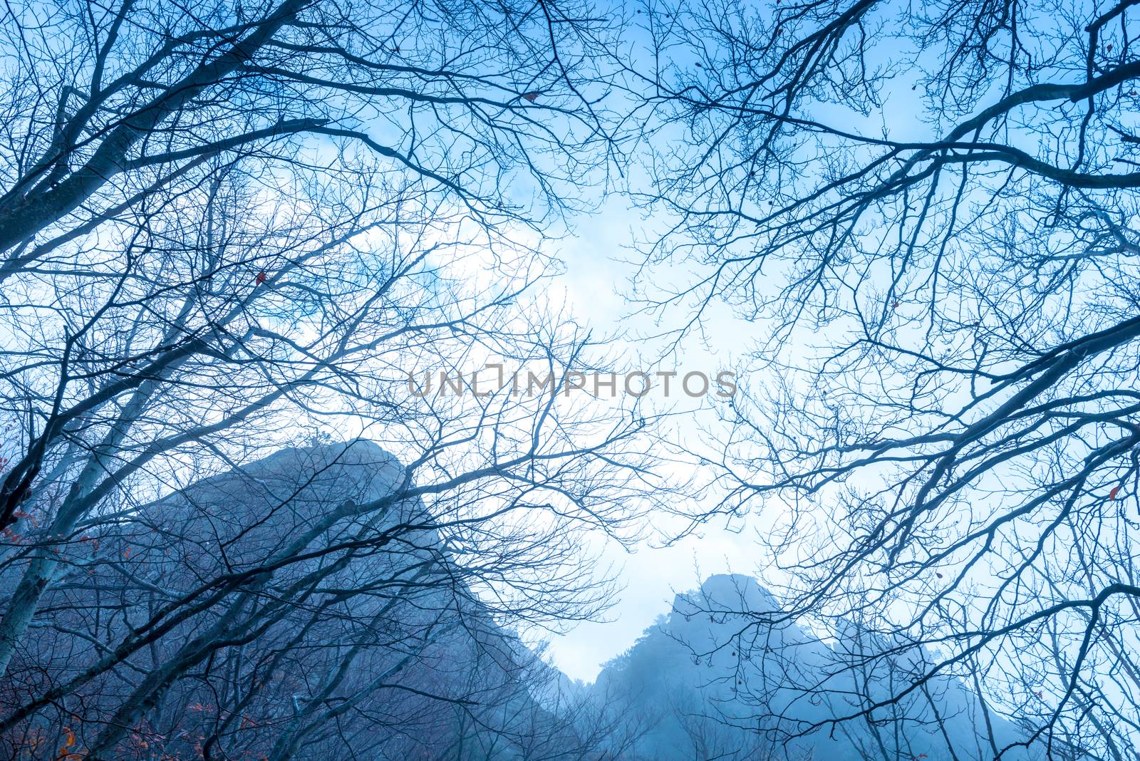 Bare tree branches against mountains and blue sky on an autumn afternoon during fog