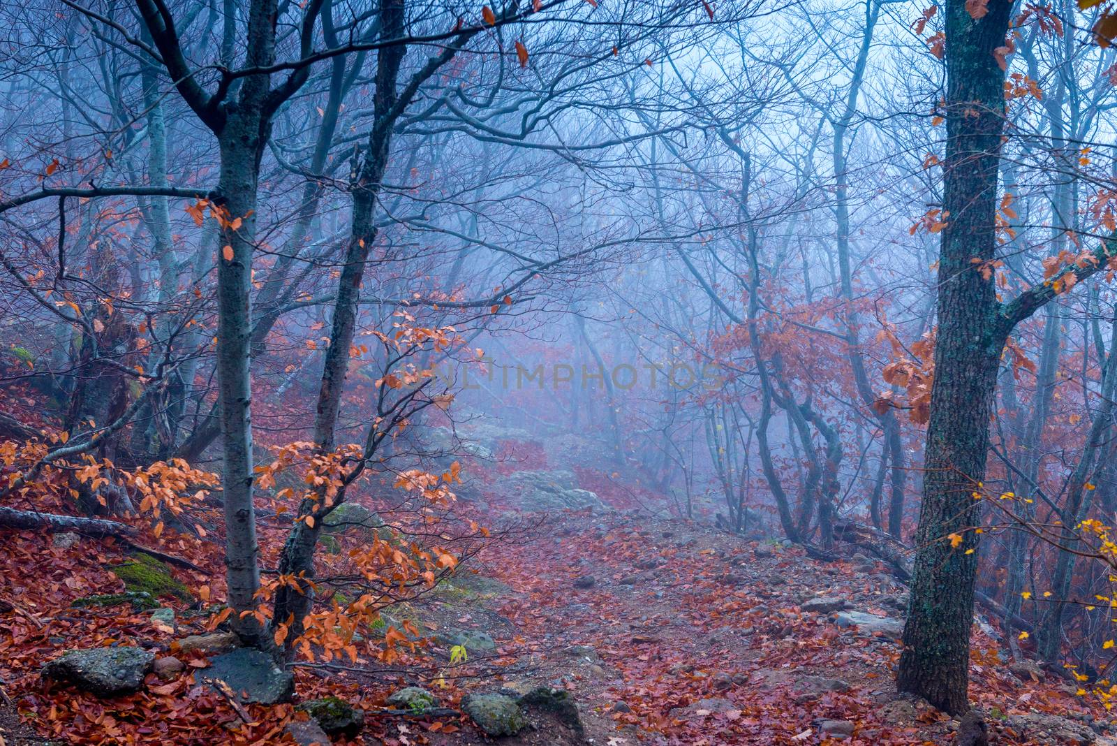 Mystical landscape, forest in the fall during the fog. Trees wit by kosmsos111