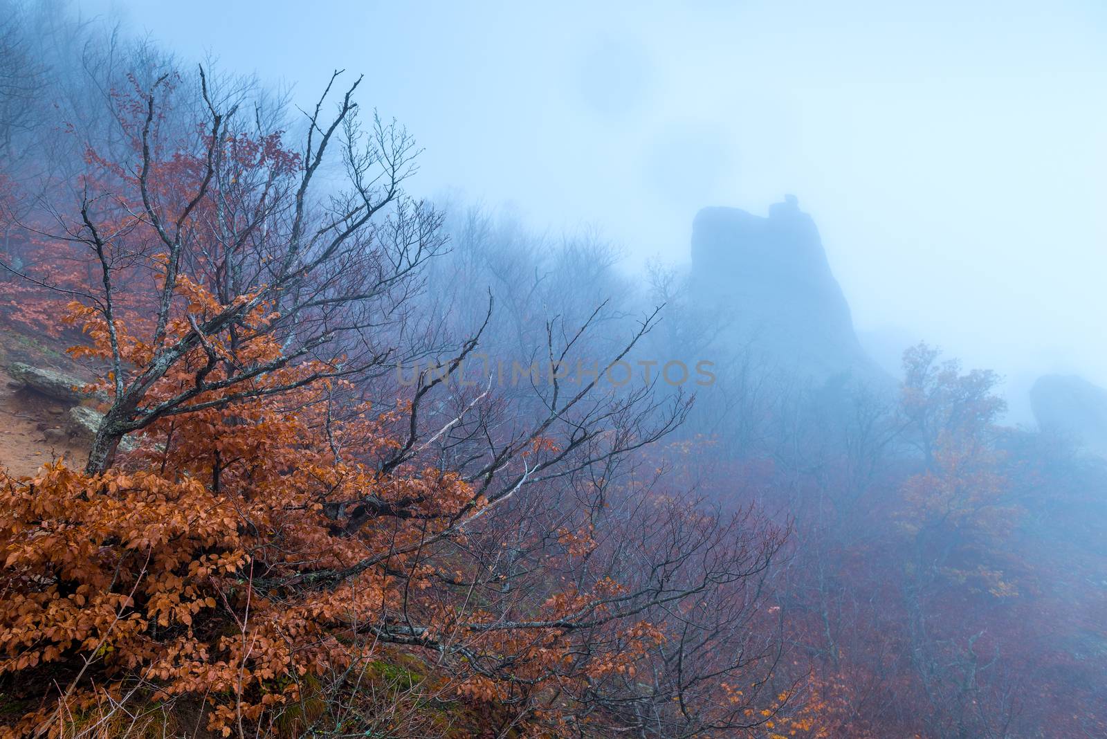 High cliff and gloomy bare branches of trees in autumn during fo by kosmsos111