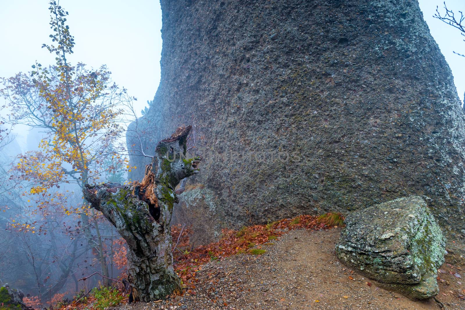 View of the mountain in the autumn forest during the mystical fog