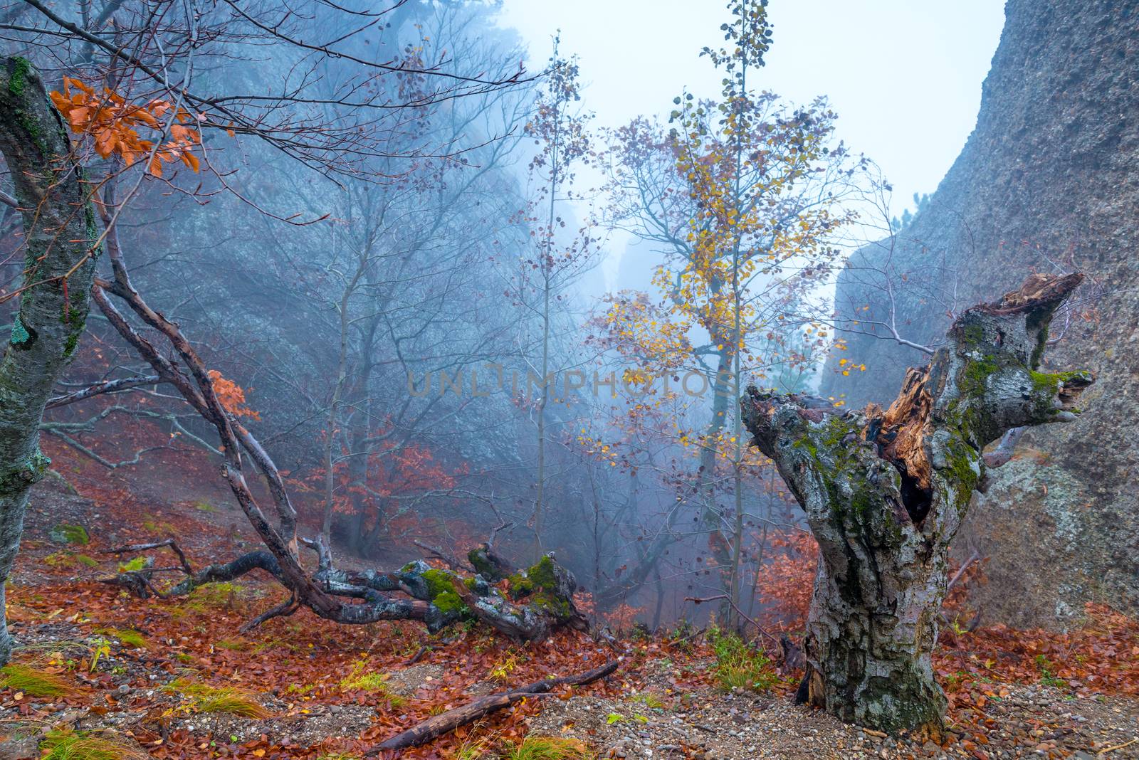 View of the snag in the autumn forest during the mystical fog by kosmsos111