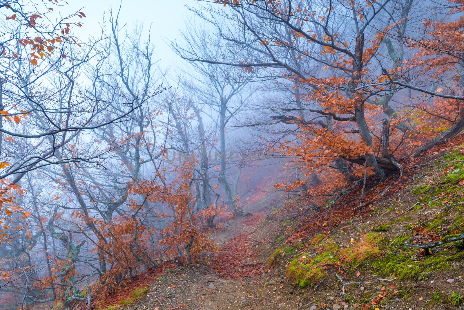 Fog high in the mountains in november, landscape