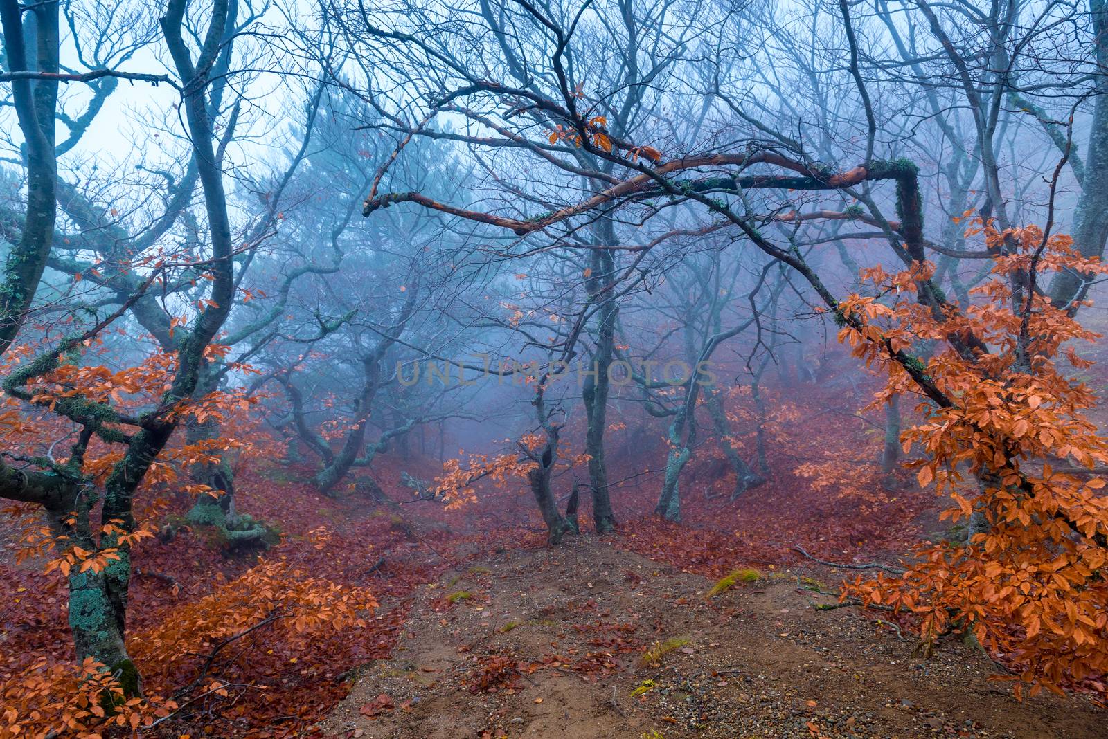 Beautiful red autumn forest on a foggy day