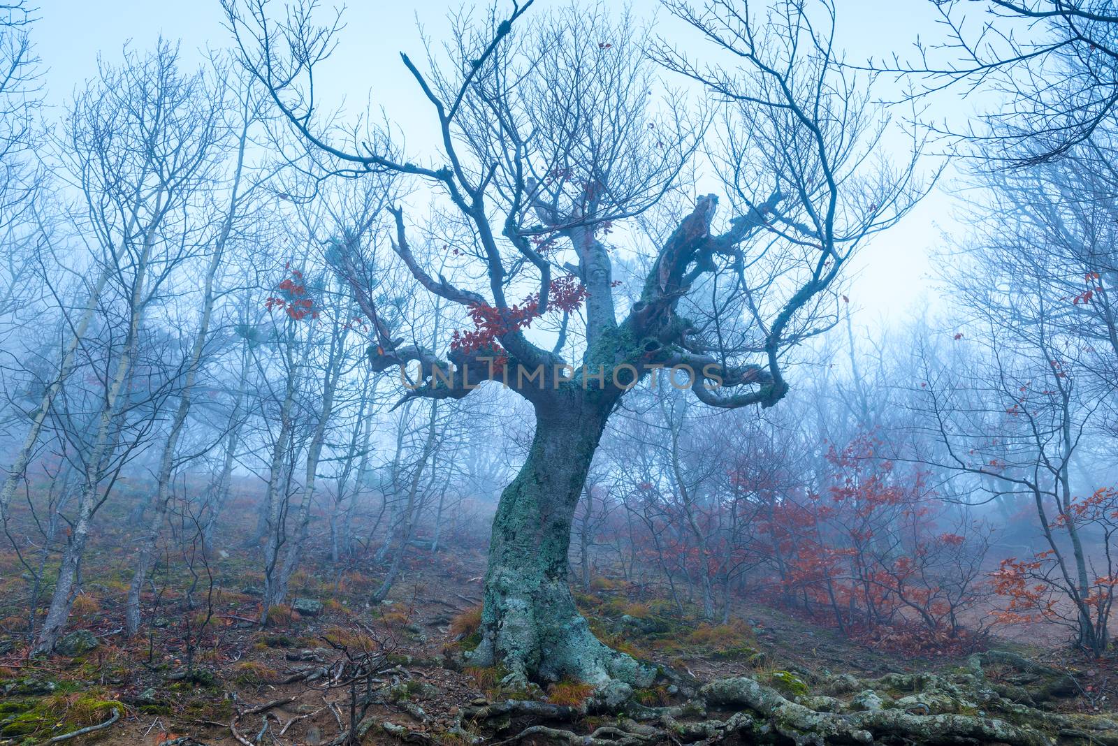 Old tree snag without leaves on a foggy autumn day in the mountains, mystical landscape