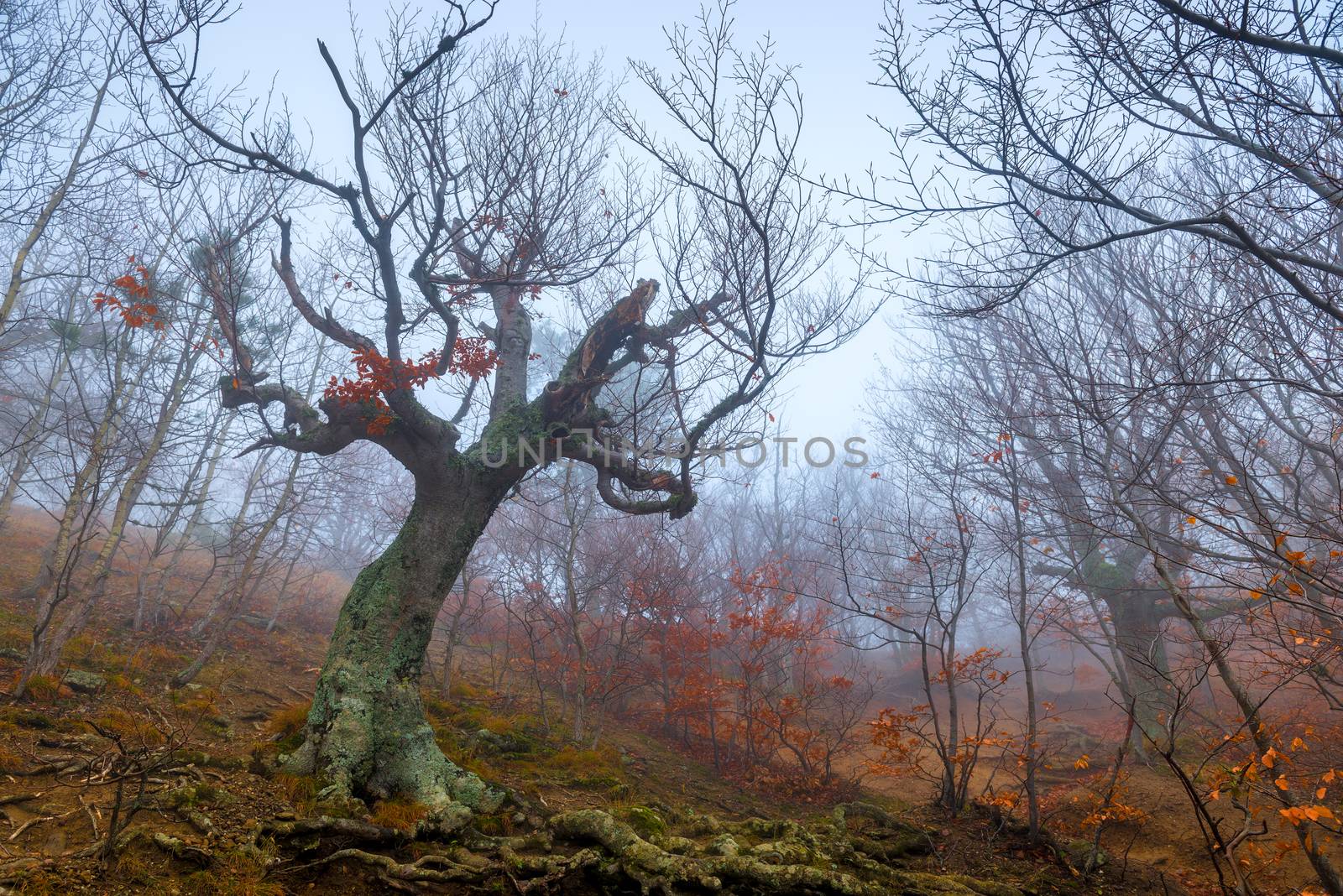 Mystical old tree snag without leaves on a foggy autumn day in the mountains, gloomy landscape