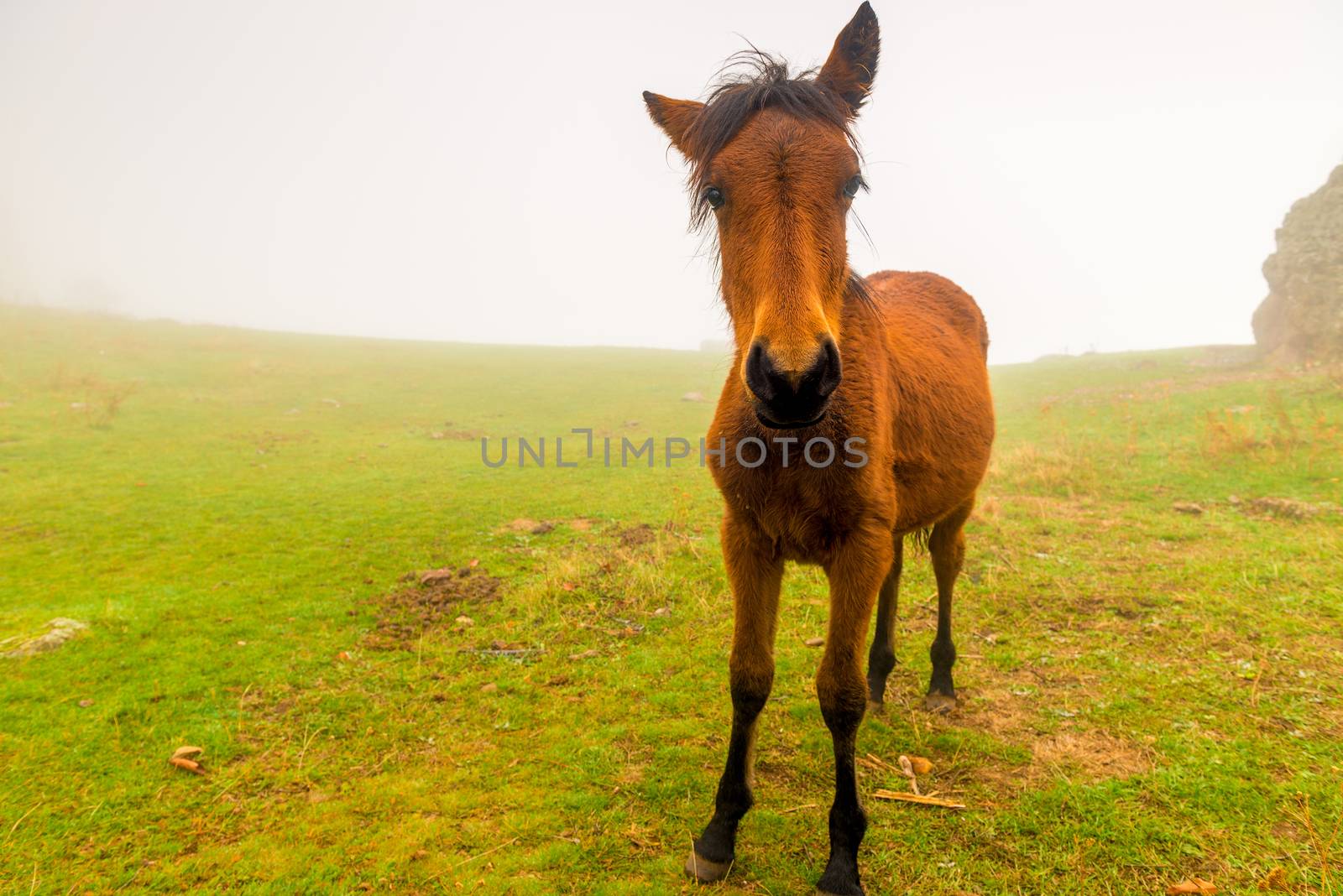 Little brown foal in a foggy day in the field by kosmsos111